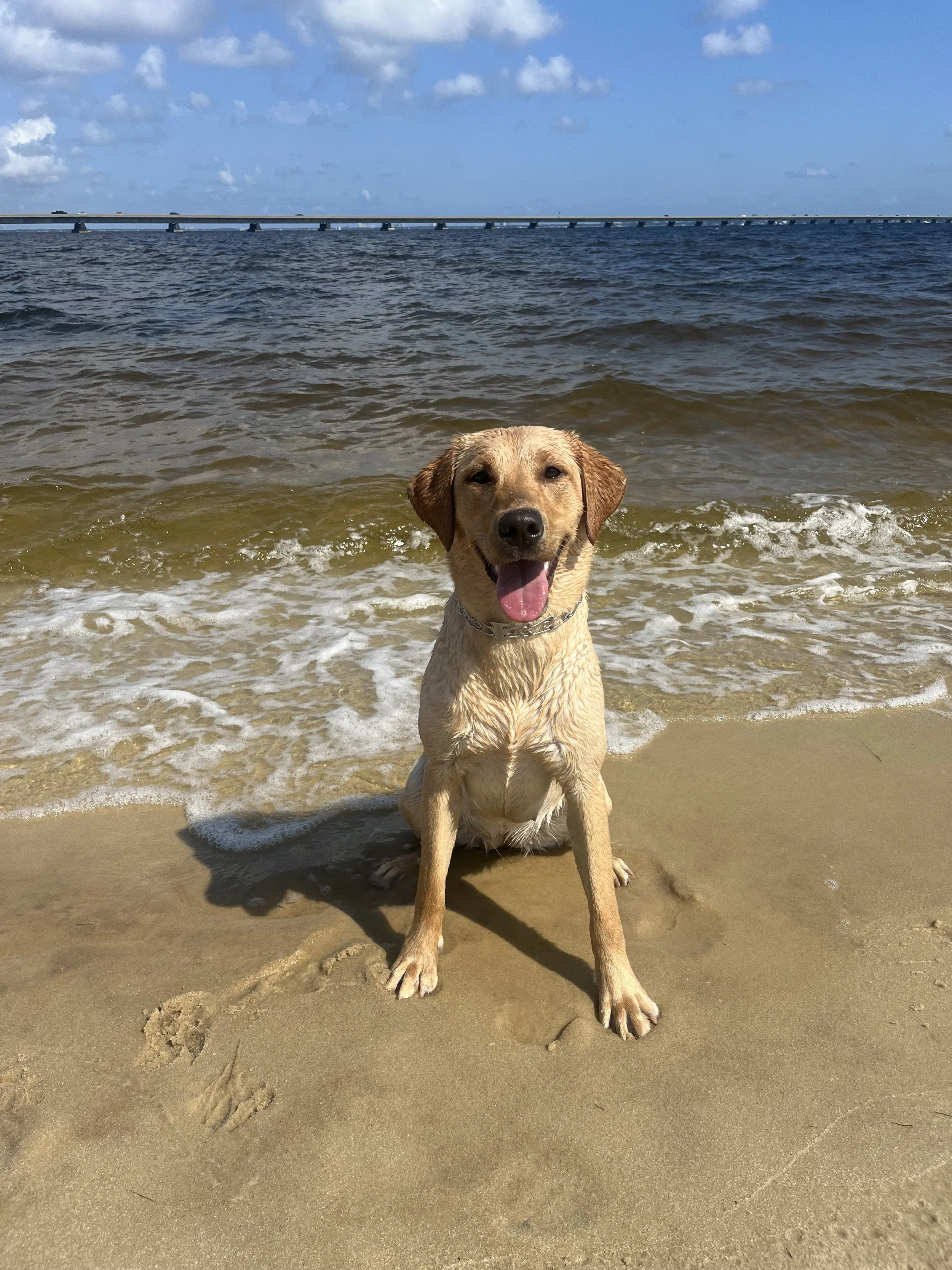 A happy yellow Labrador dog sitting on wet sand at the beach with water and a bridge in the background.