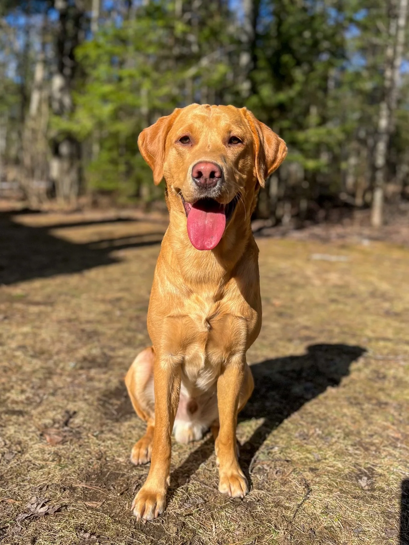 A happy, brown dog sitting outdoors on a sunny day with its tongue hanging out, in a wooded area with trees in the background.