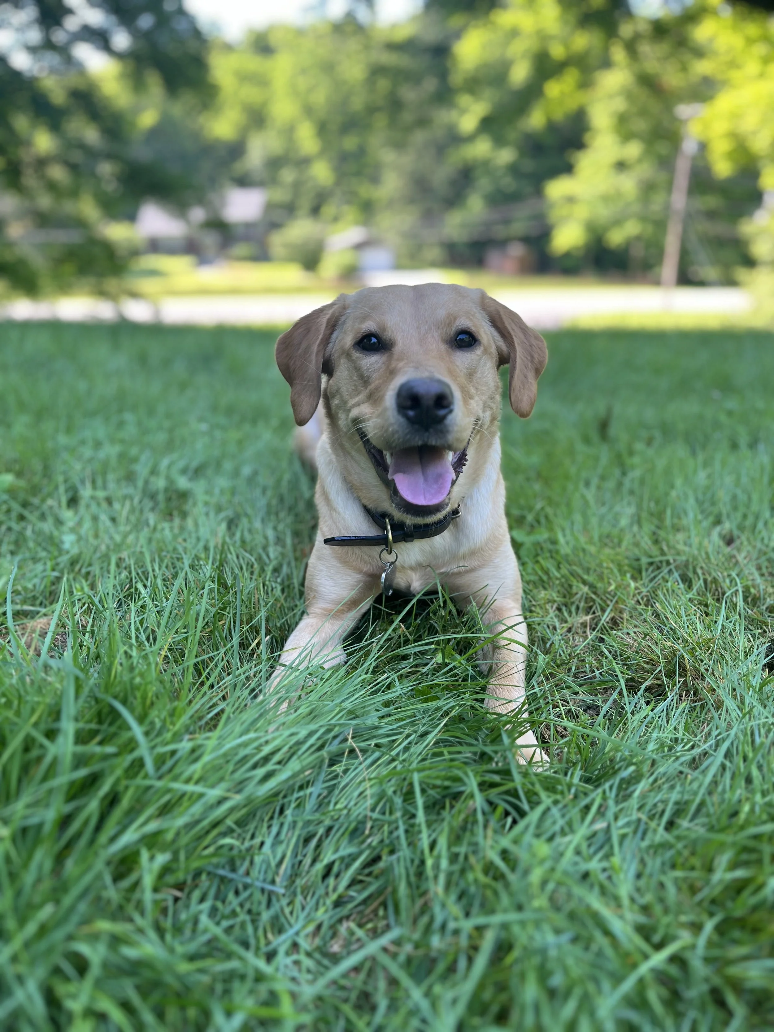 A happy tan Labrador Retriever puppy lying on green grass outdoors with trees and houses in the background.