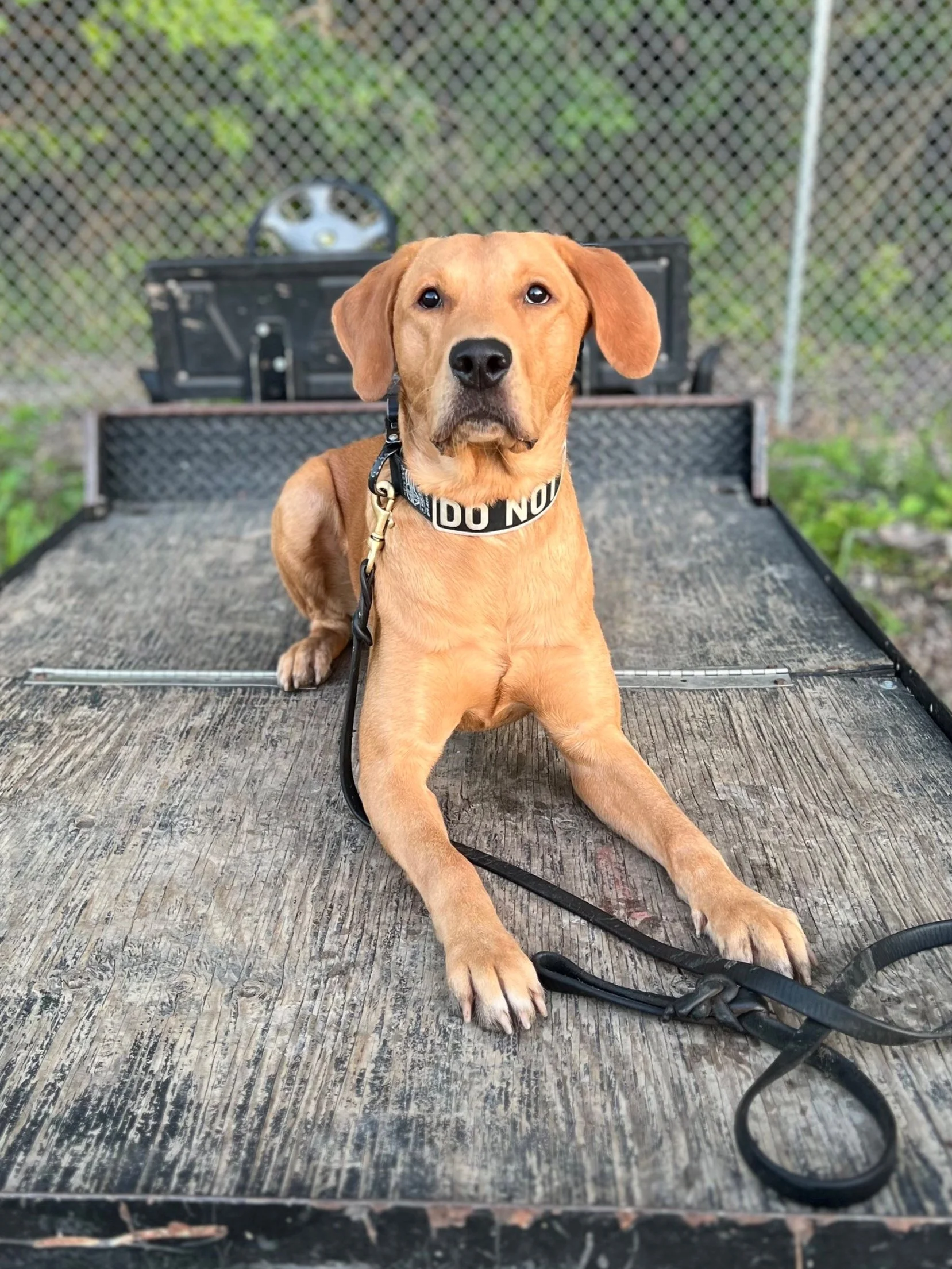 A tan dog wearing a 'Do Not' collar, sitting on a wooden surface in front of a chain-link fence with trees in the background.