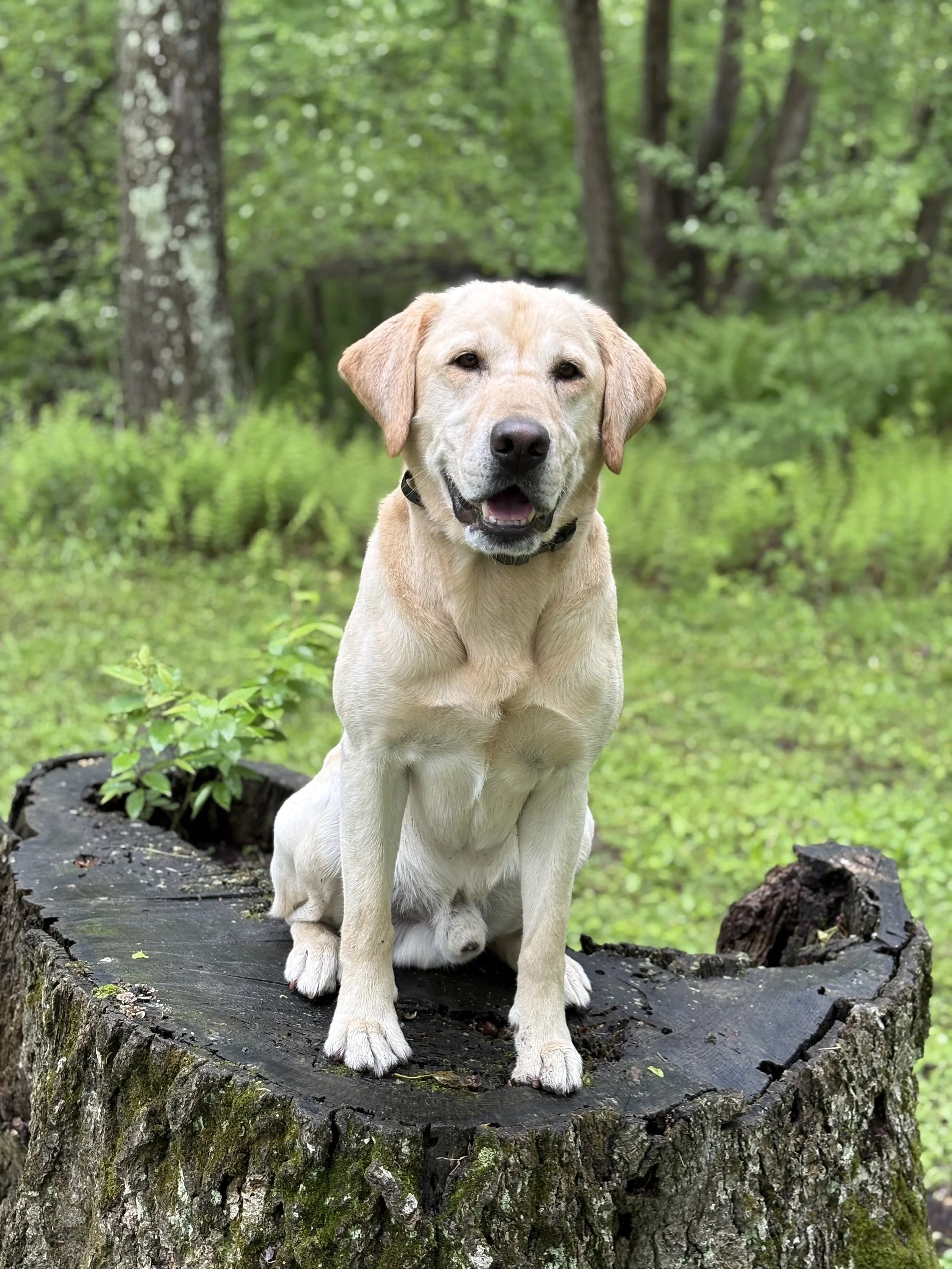 A tan Labrador Retriever puppy sitting on a tree stump in a forested area with green foliage in the background.