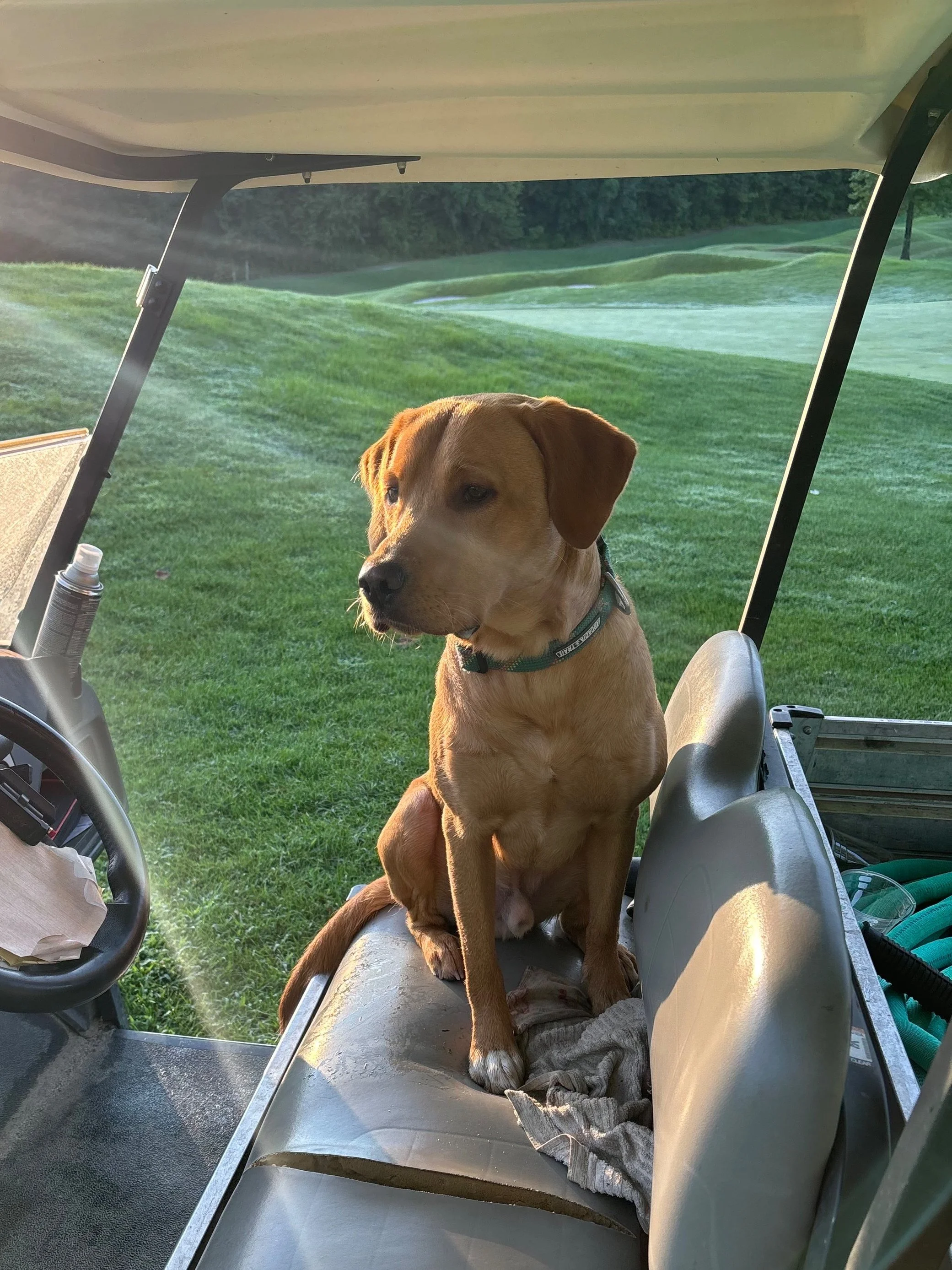 A tan dog sitting on a golf cart seat on a golf course during sunset.