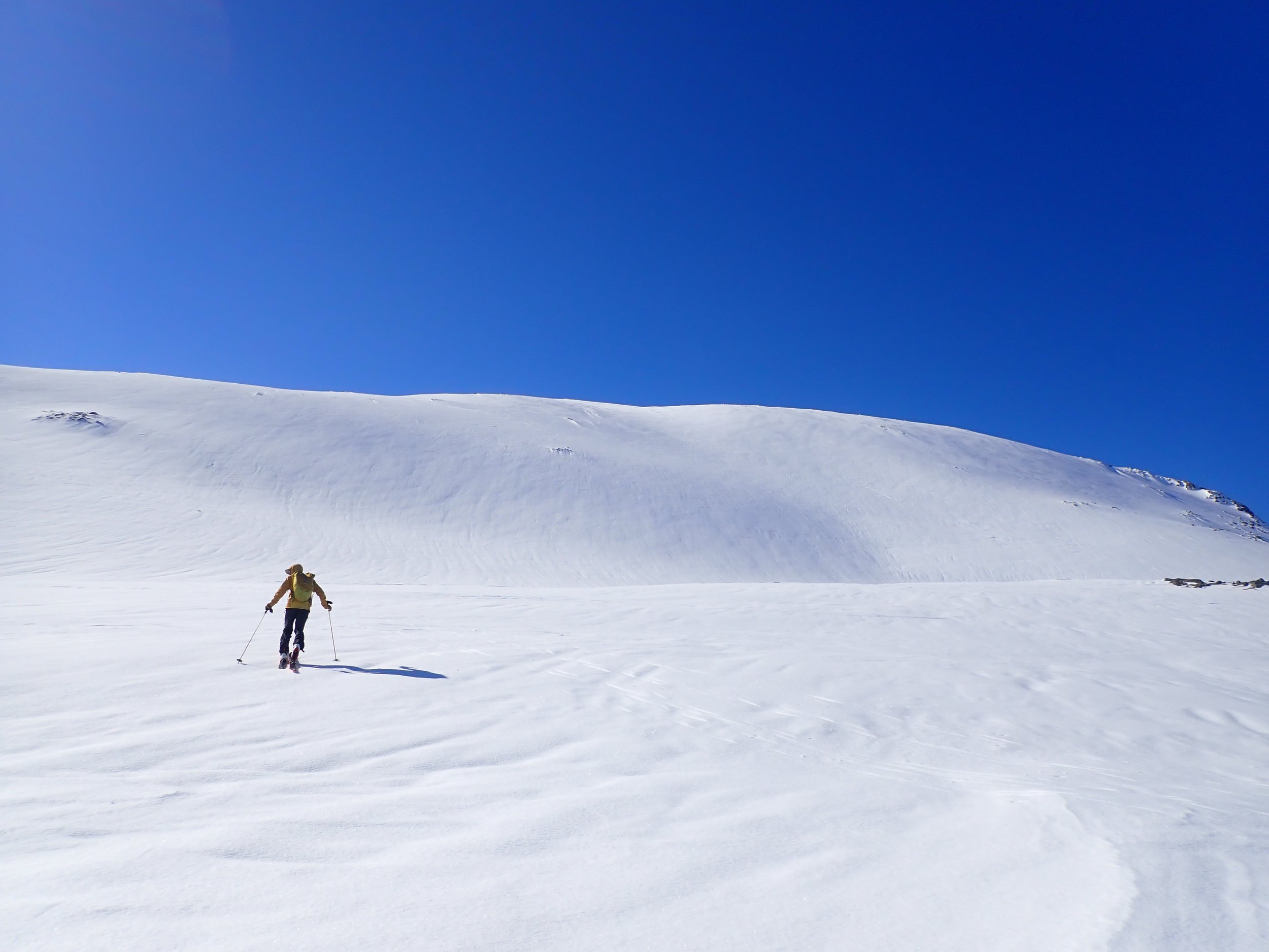 All alone on a carpet of snow