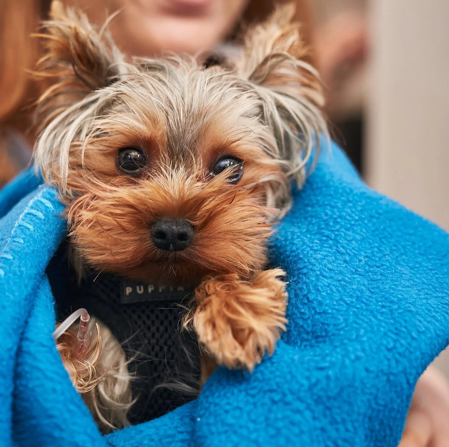 Nothing but cuddles, pats and kisses at the @willoughbyvethospital ! Our team had the opportunity to shoot these furry friends in September, it would have to be one of our favourite shoots to date! #photography #shoot #sydneycreative #brandphotography