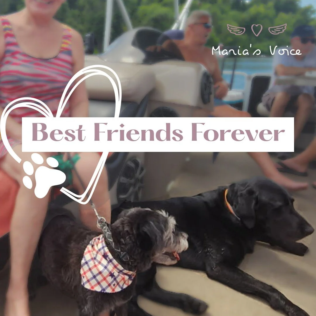 Our sweet furry friend Misty has passed away. 🐾❤️

She was the kind of dog who loved everyone she met and everyone loved her right back. Rocky loved her so much that he even wrote his 5th Color book about her. 💜

Some four-legged friends find their