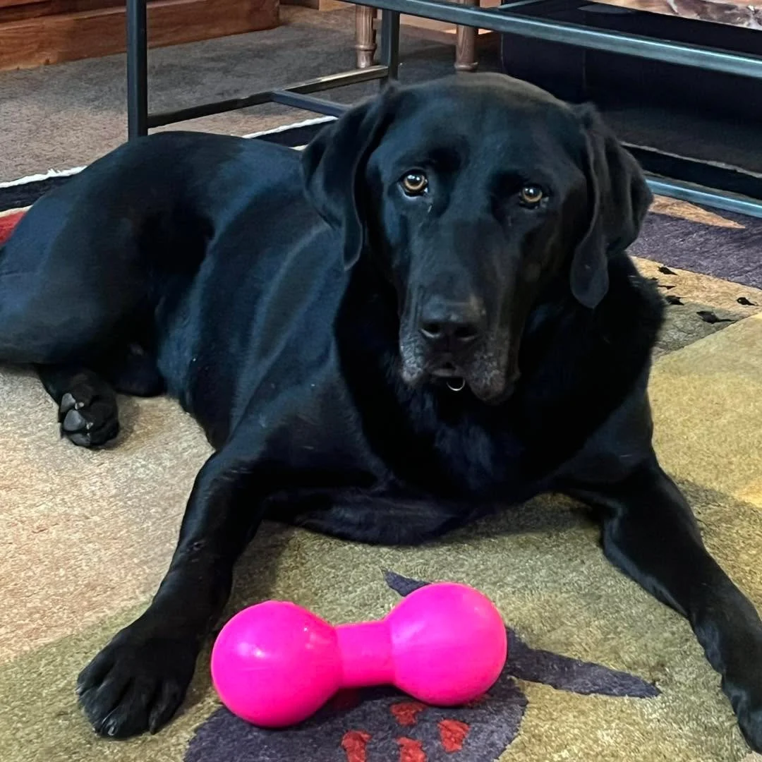Even a fuzzy, lotsa-hair black lab has officially had it with Minnesota weather. 🐾❄️

Curled up by the fireplace, chew toy close by, dreaming of warmer days&hellip; any day now, buddy. Yeah, right! 😄

💬 Where do you feel safest and most comfortabl