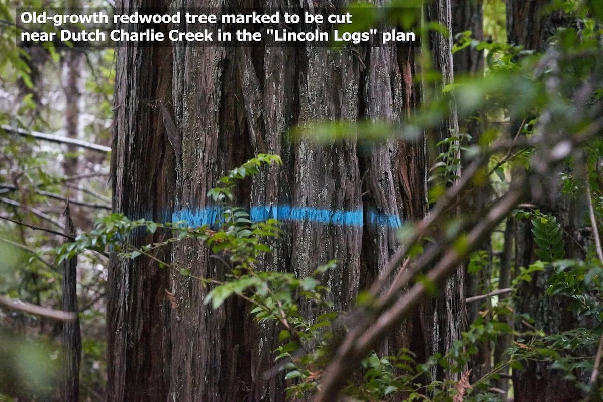 Old growth redwood tree marked to be cut in Lincoln Logs plan