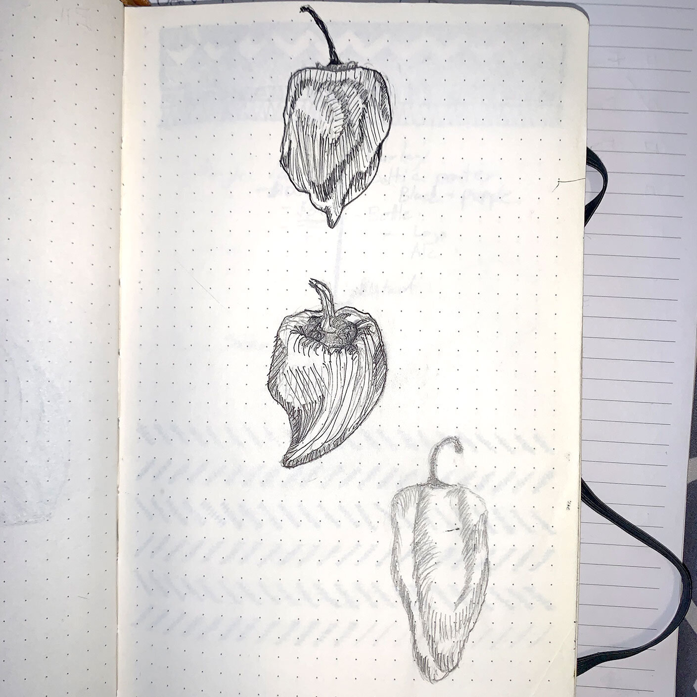 201102-Heron-Rock-Bistro-Pepper-sketch.jpg
