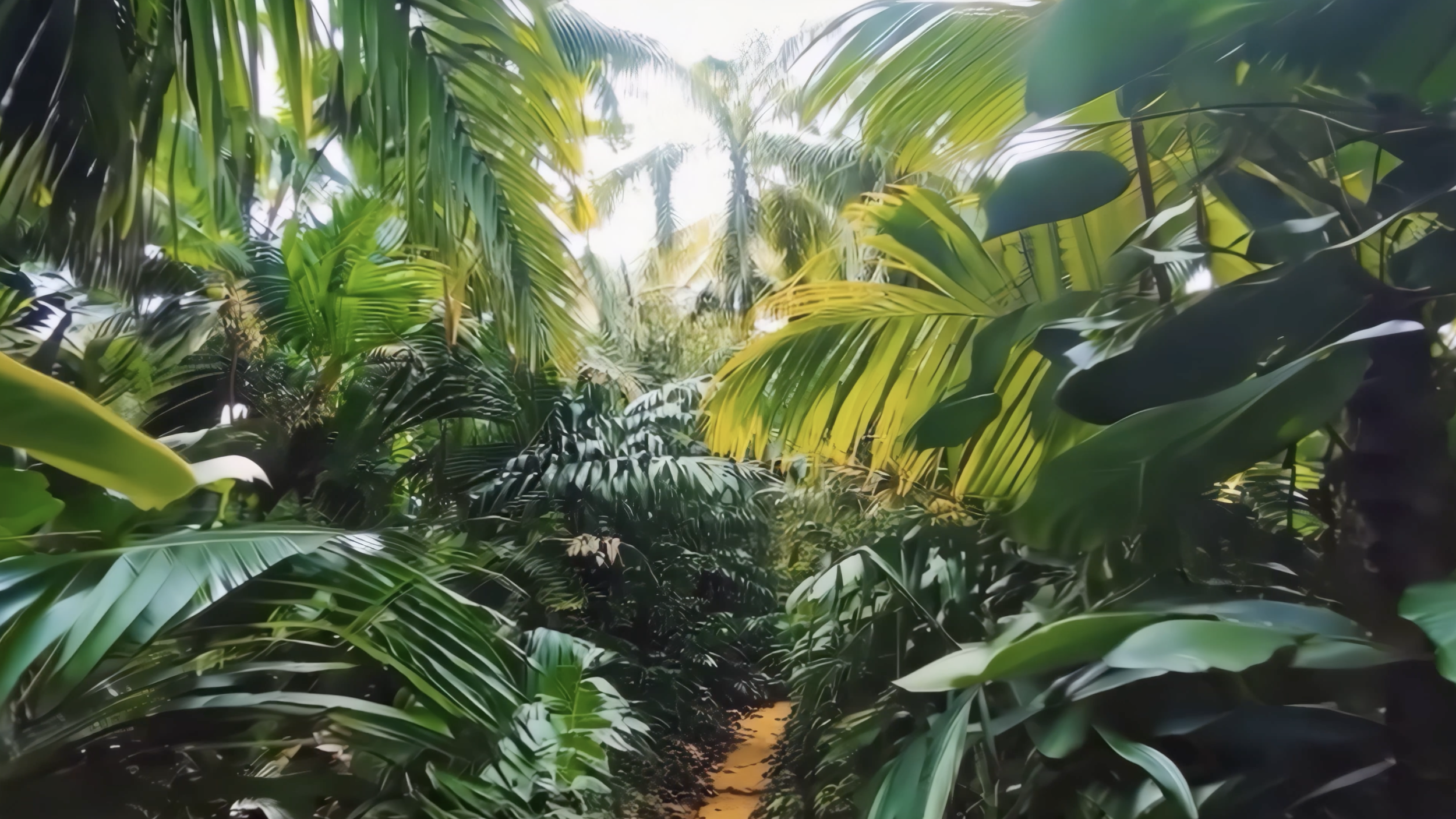 Dense tropical jungle with large green leaves and a narrow dirt path