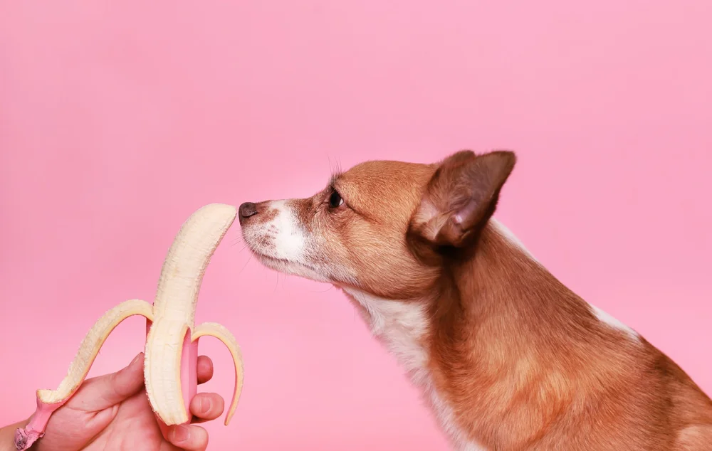 Job Seekers Contact Us Jobs Unleashed Find Veterinary Jobs And Shifts