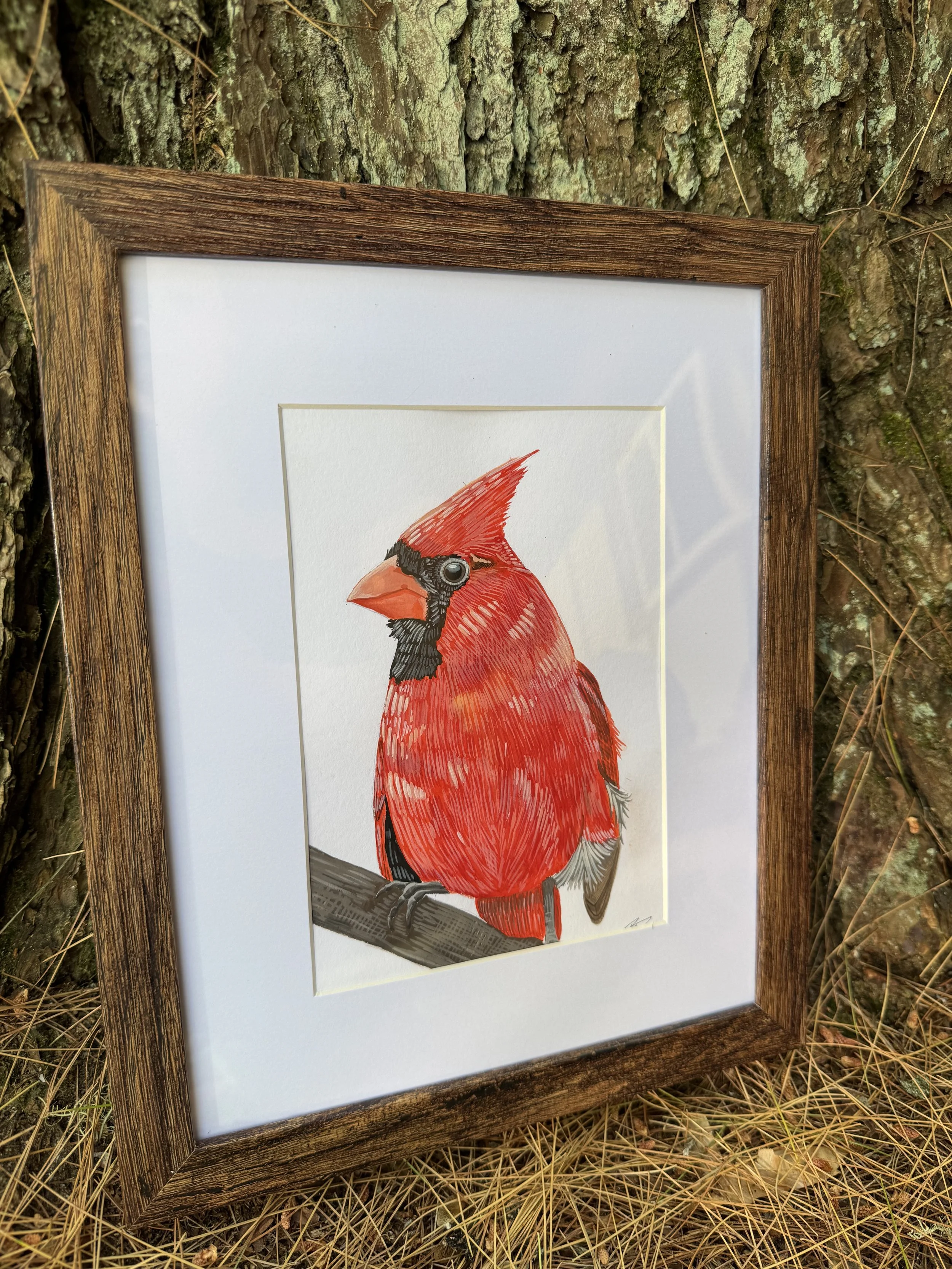 Northern Cardinal