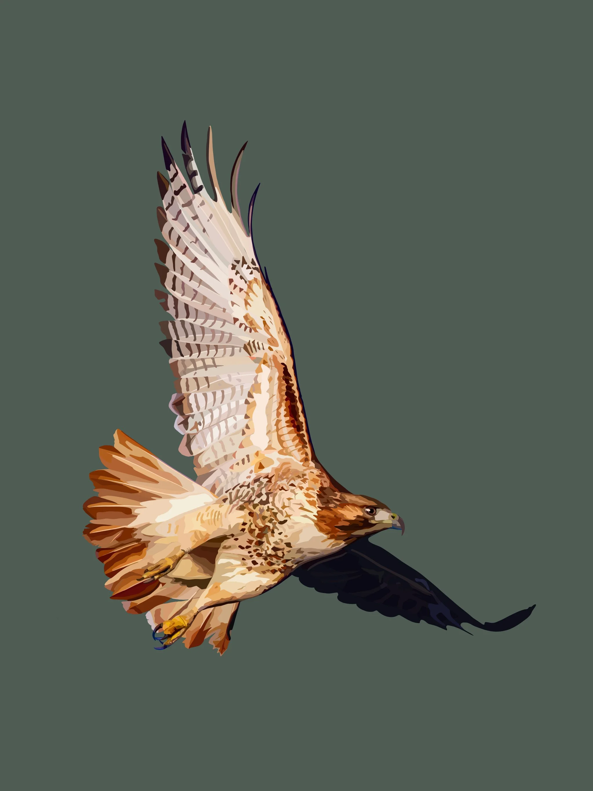 Red Tailed Hawk print.jpg