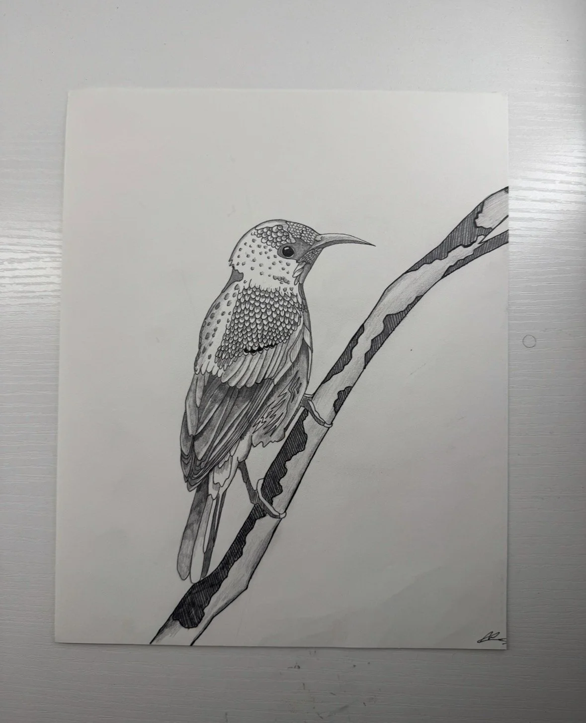 Sunbird