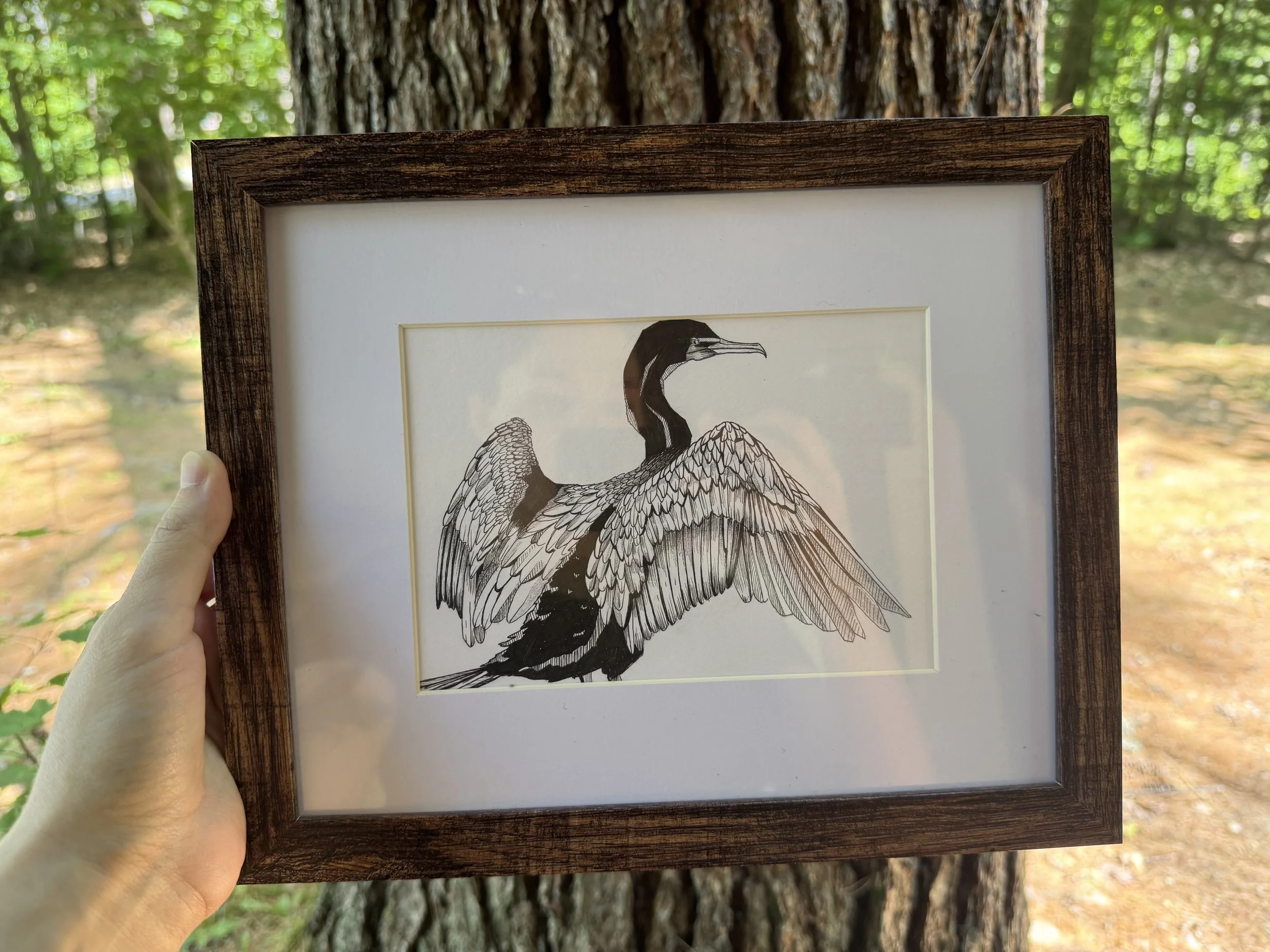 Double Crested Cormorant