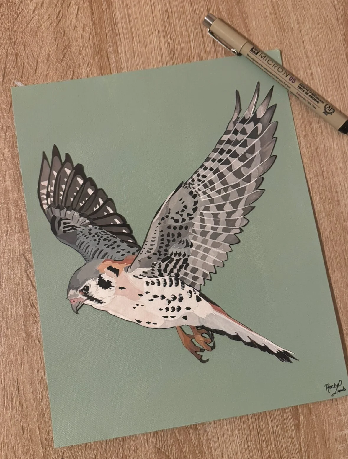 American Kestrel