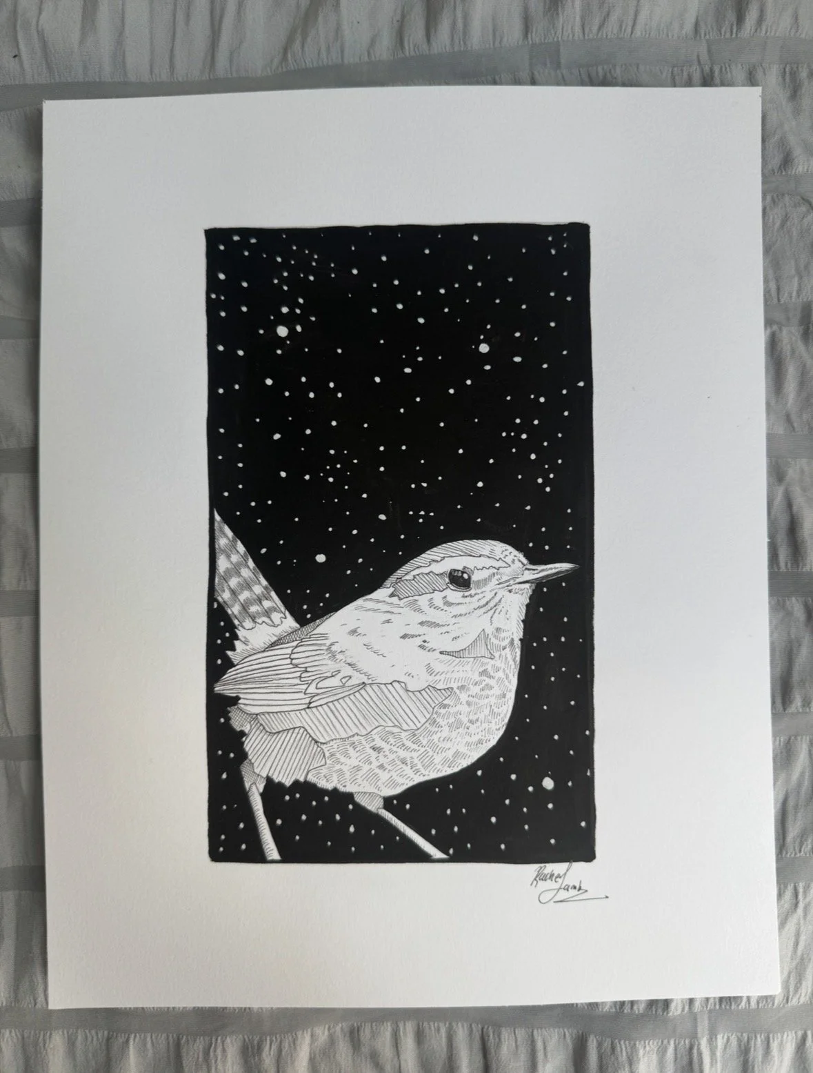Pacific Wren.jpg