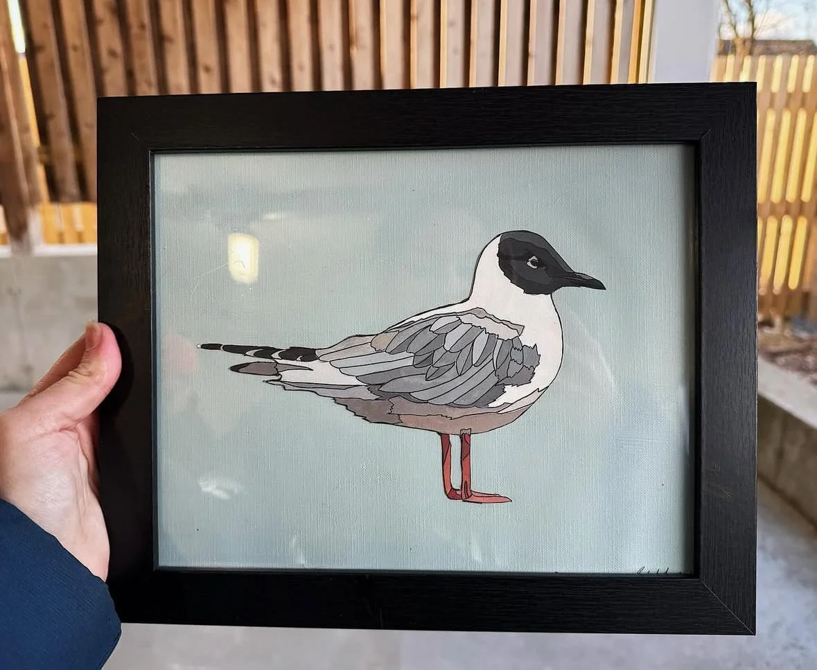 Boneparts Gull