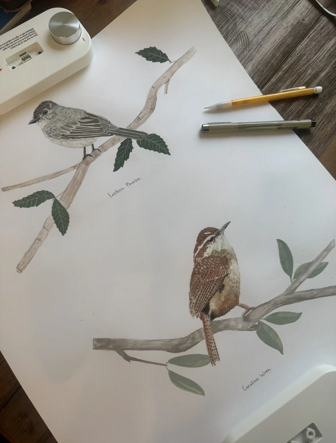 Eastern Phoebe and Carolina Wren