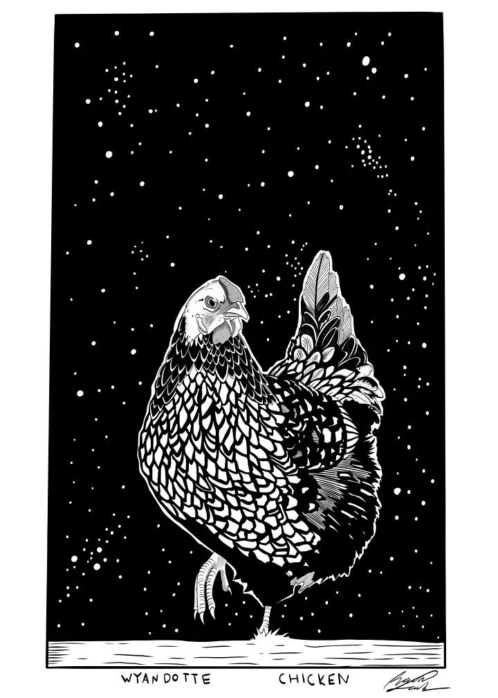 Wyandotte Chicken.jpg