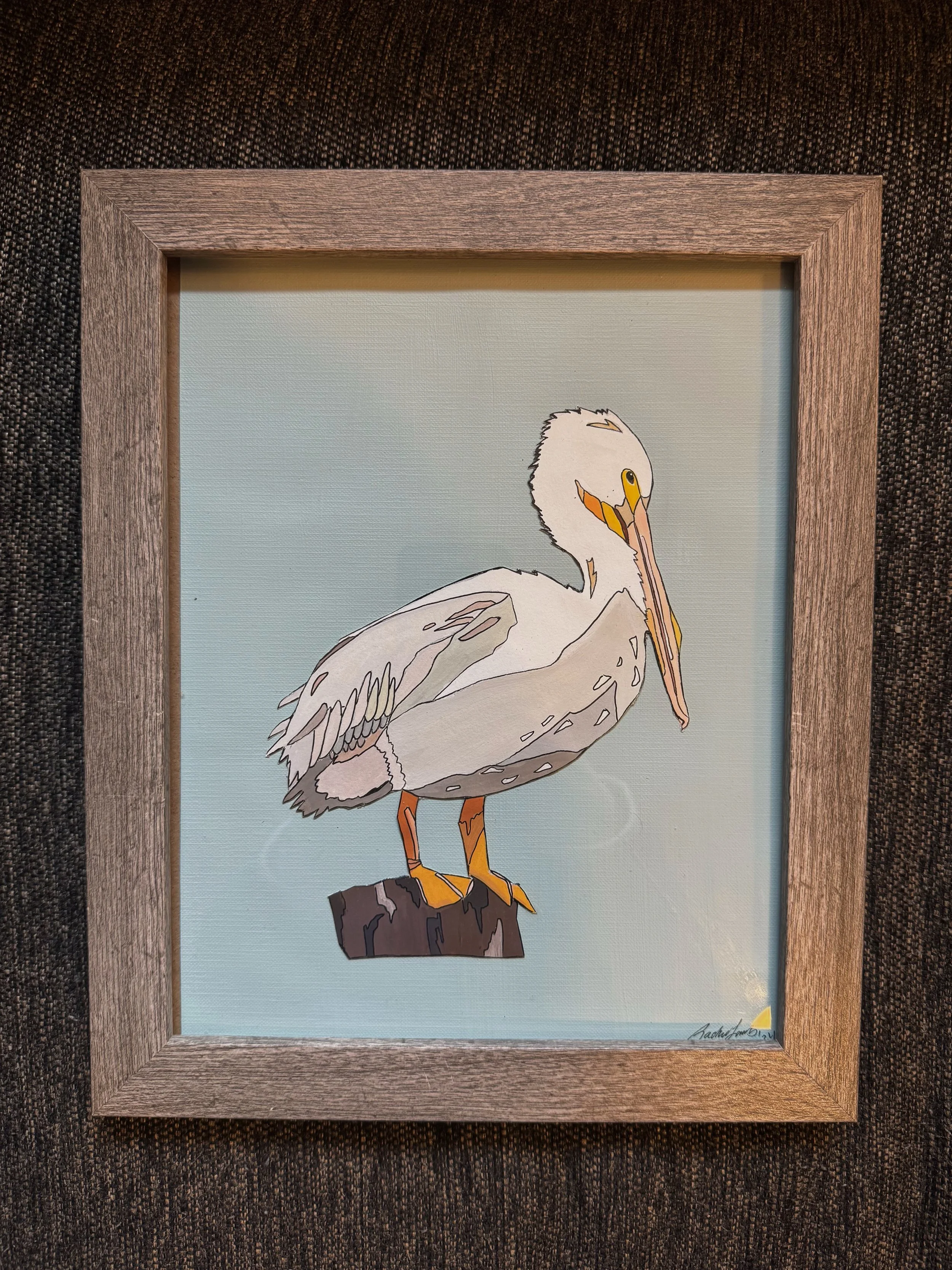 White American Pelican