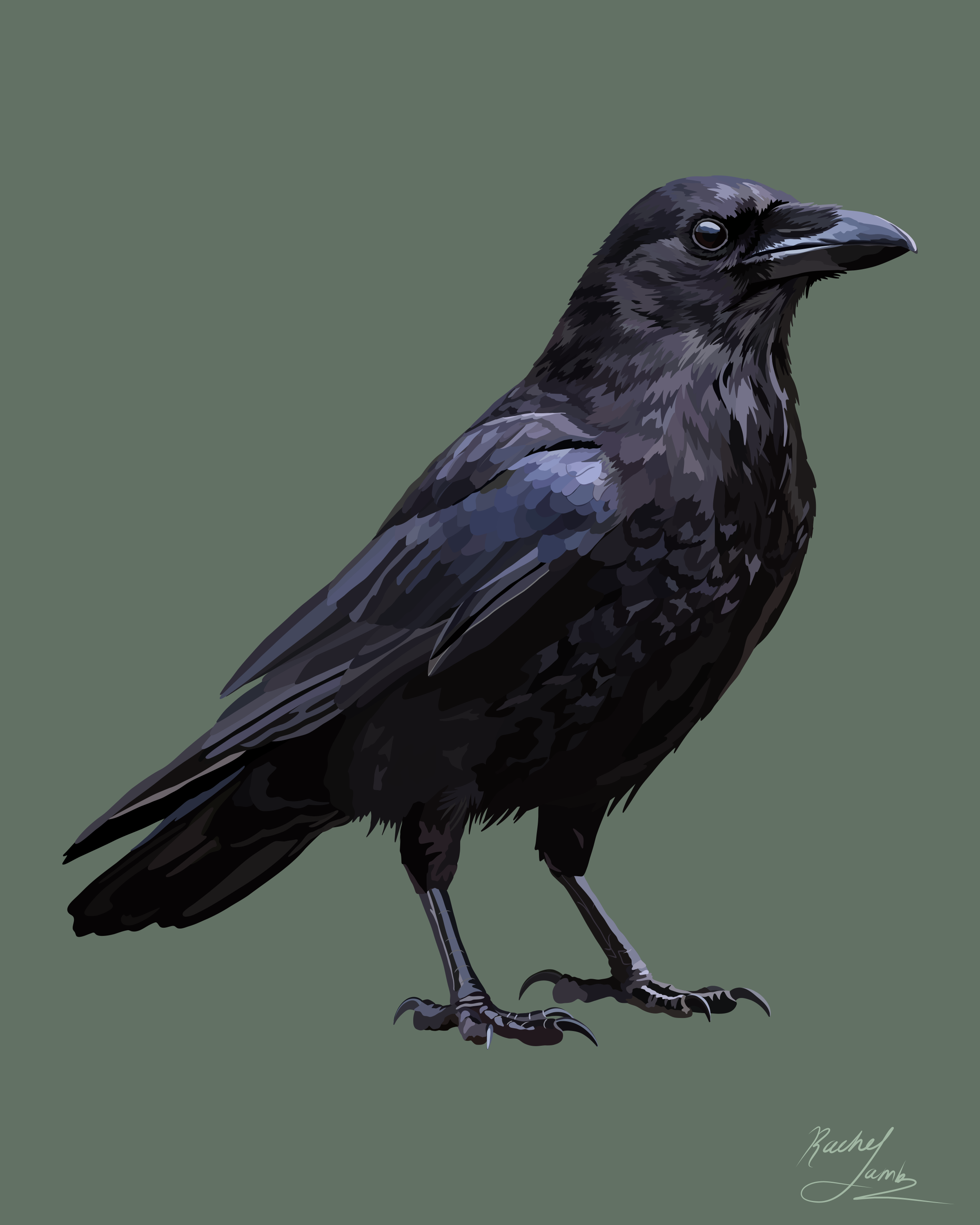 8x10 crow.png
