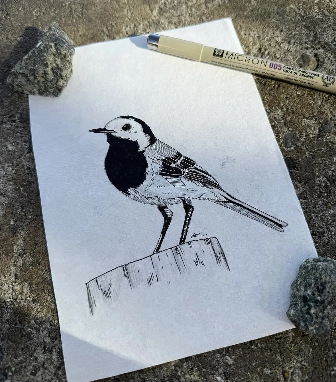 White Wagtail