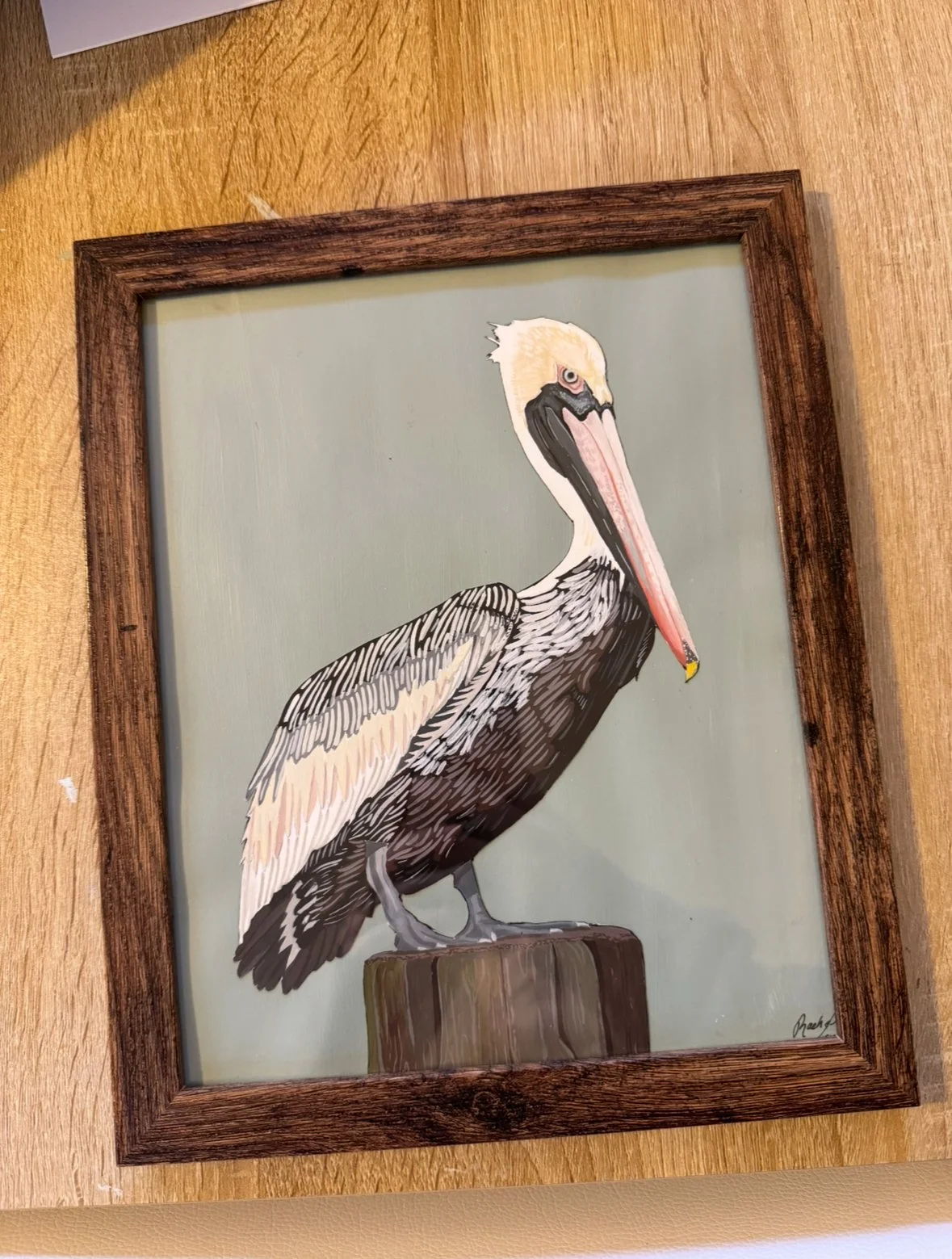 Brown Pelican