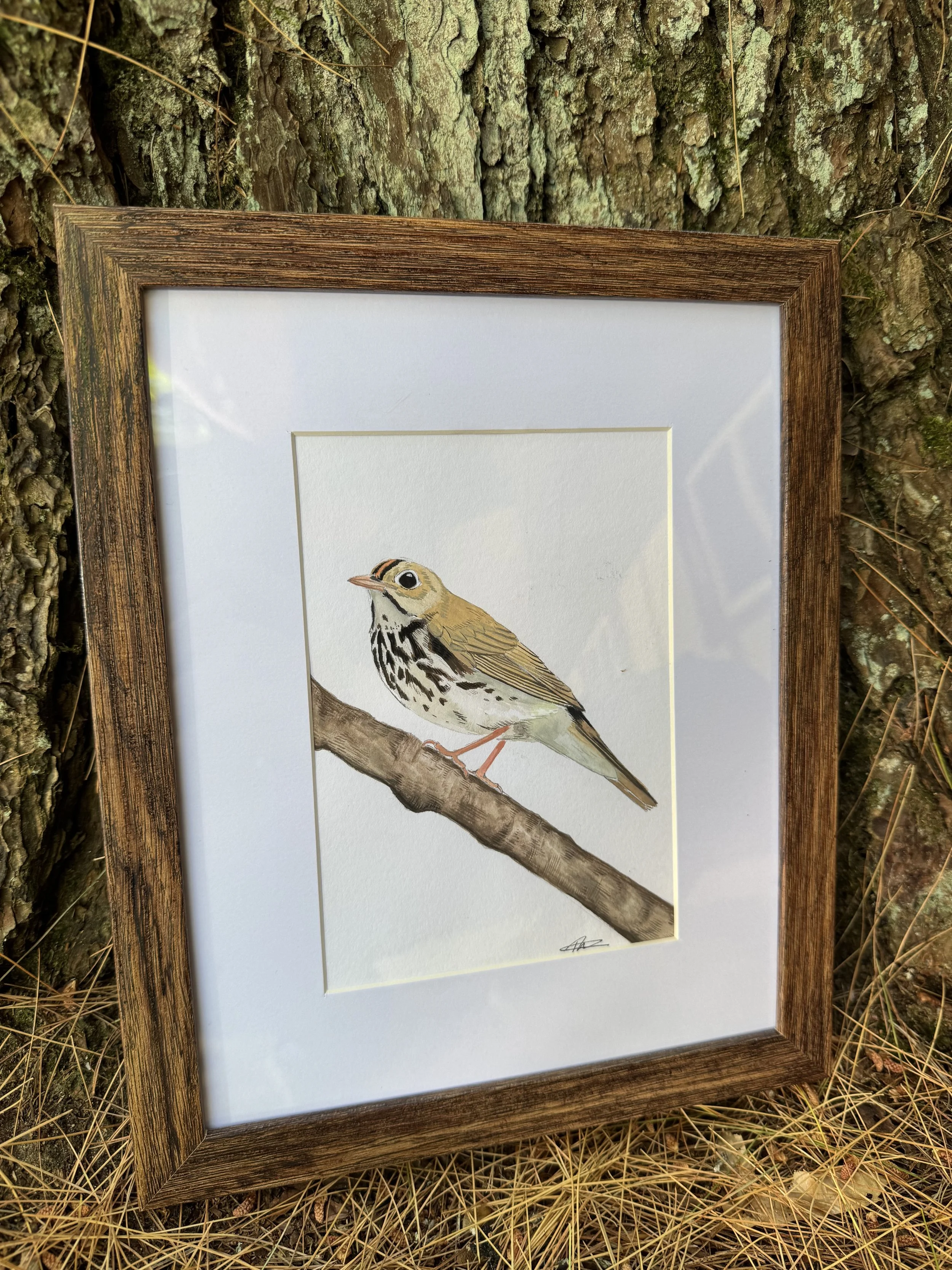 Ovenbird