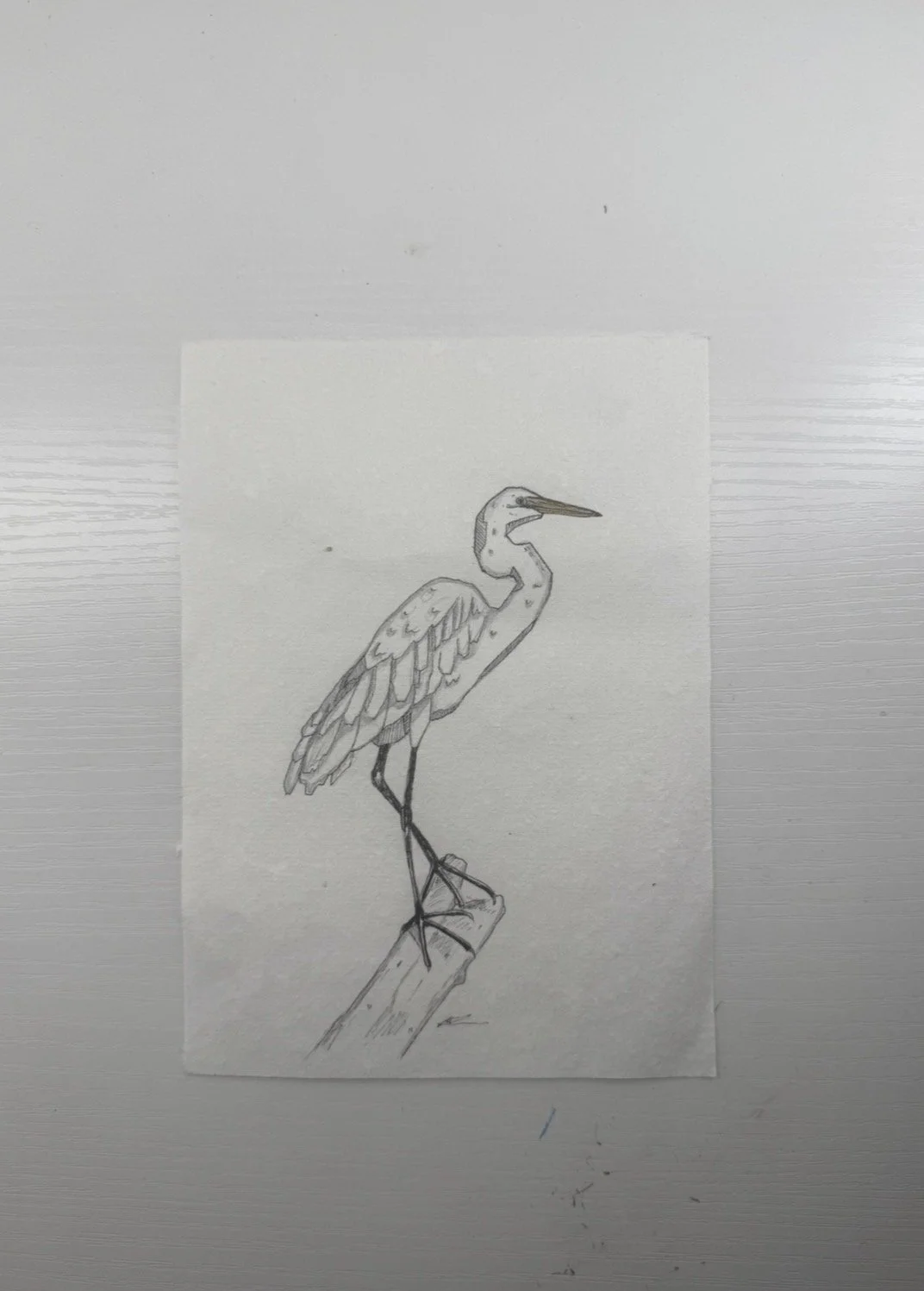 Great egret.jpg