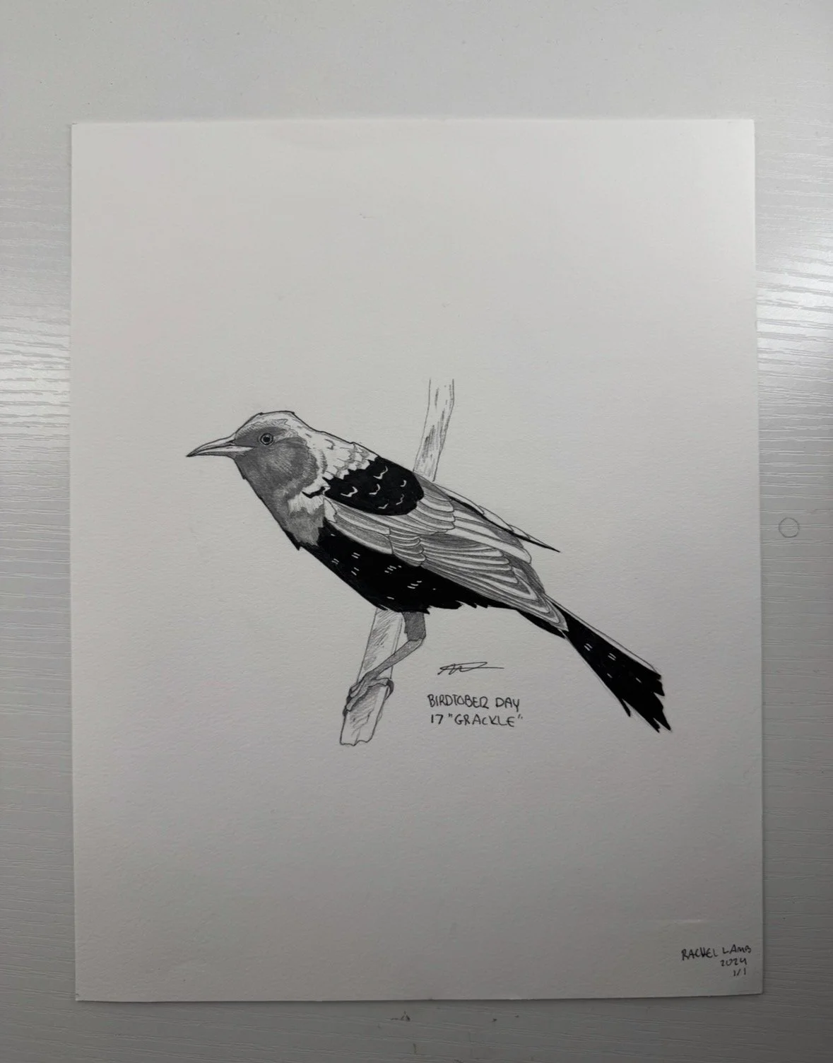 Grackle