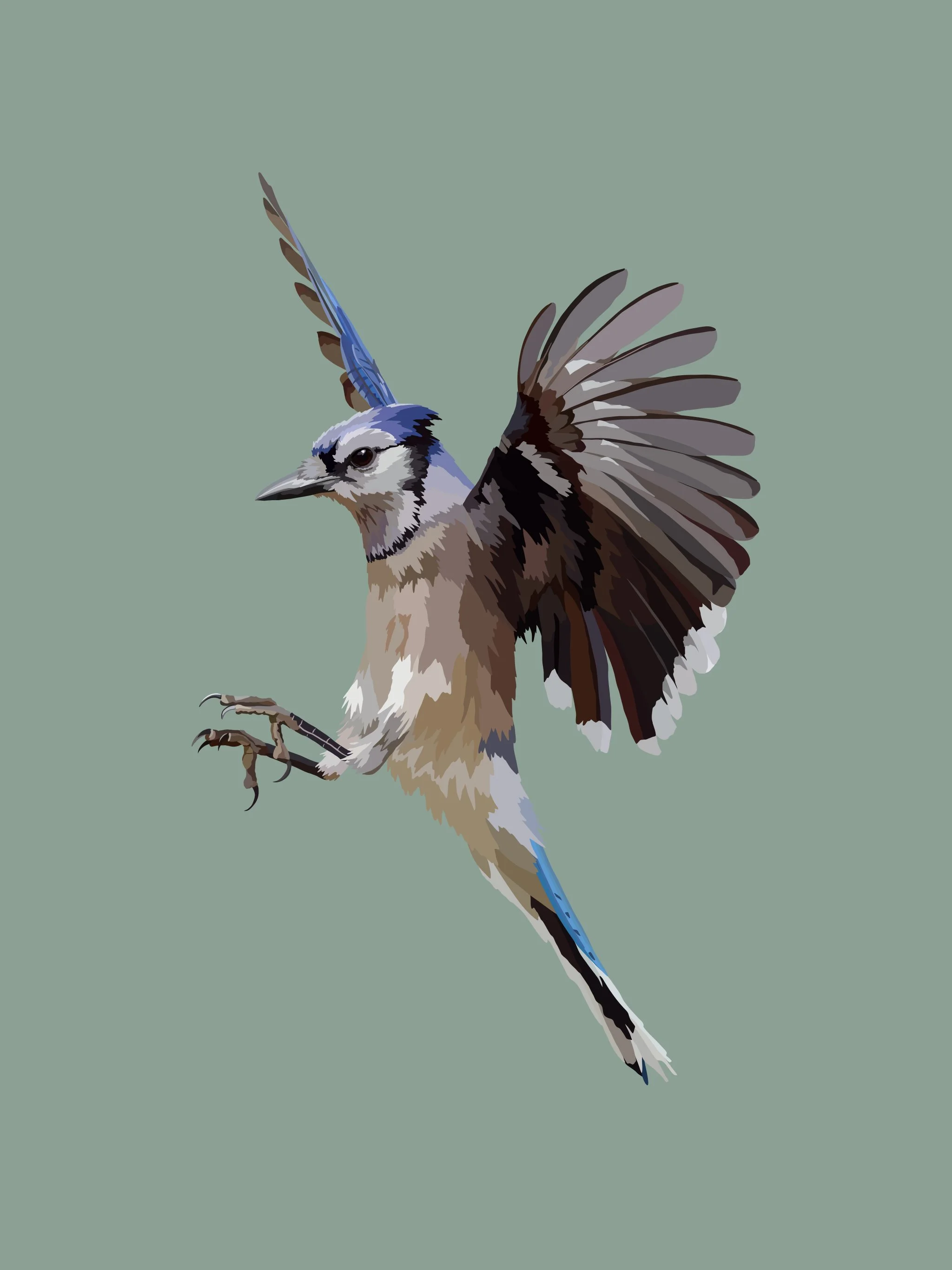 Blue Jay.jpg