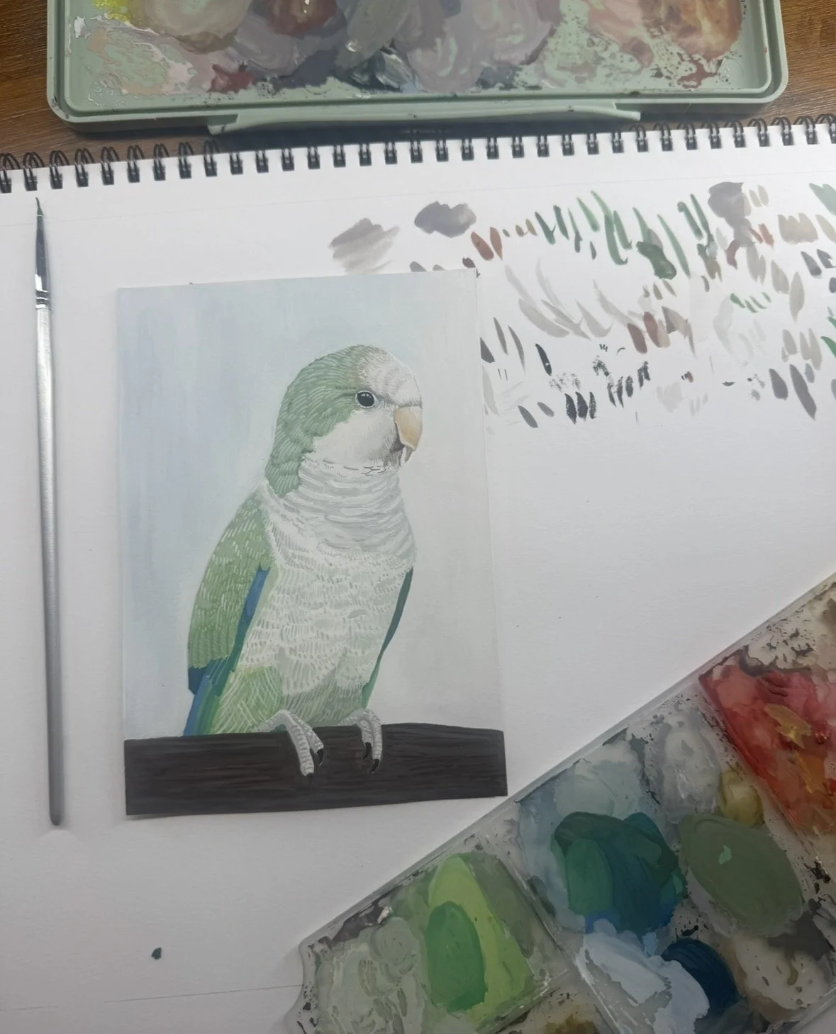 Monk Parakeet - Charlie