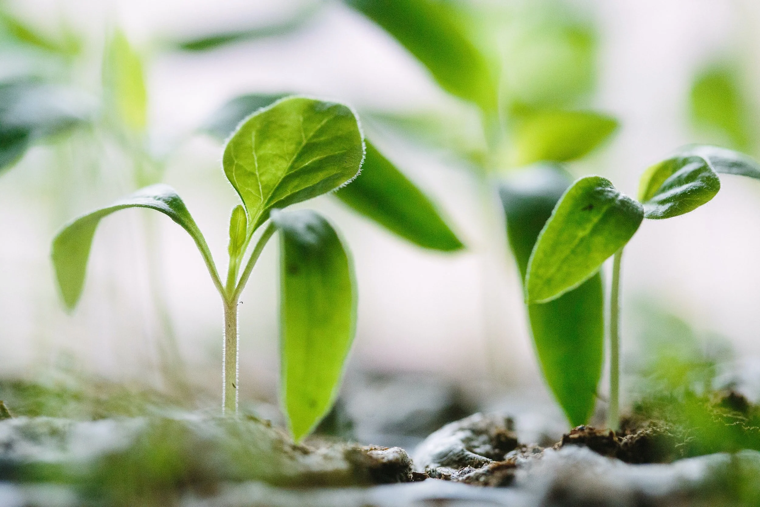 GROW WITH SUPPORT