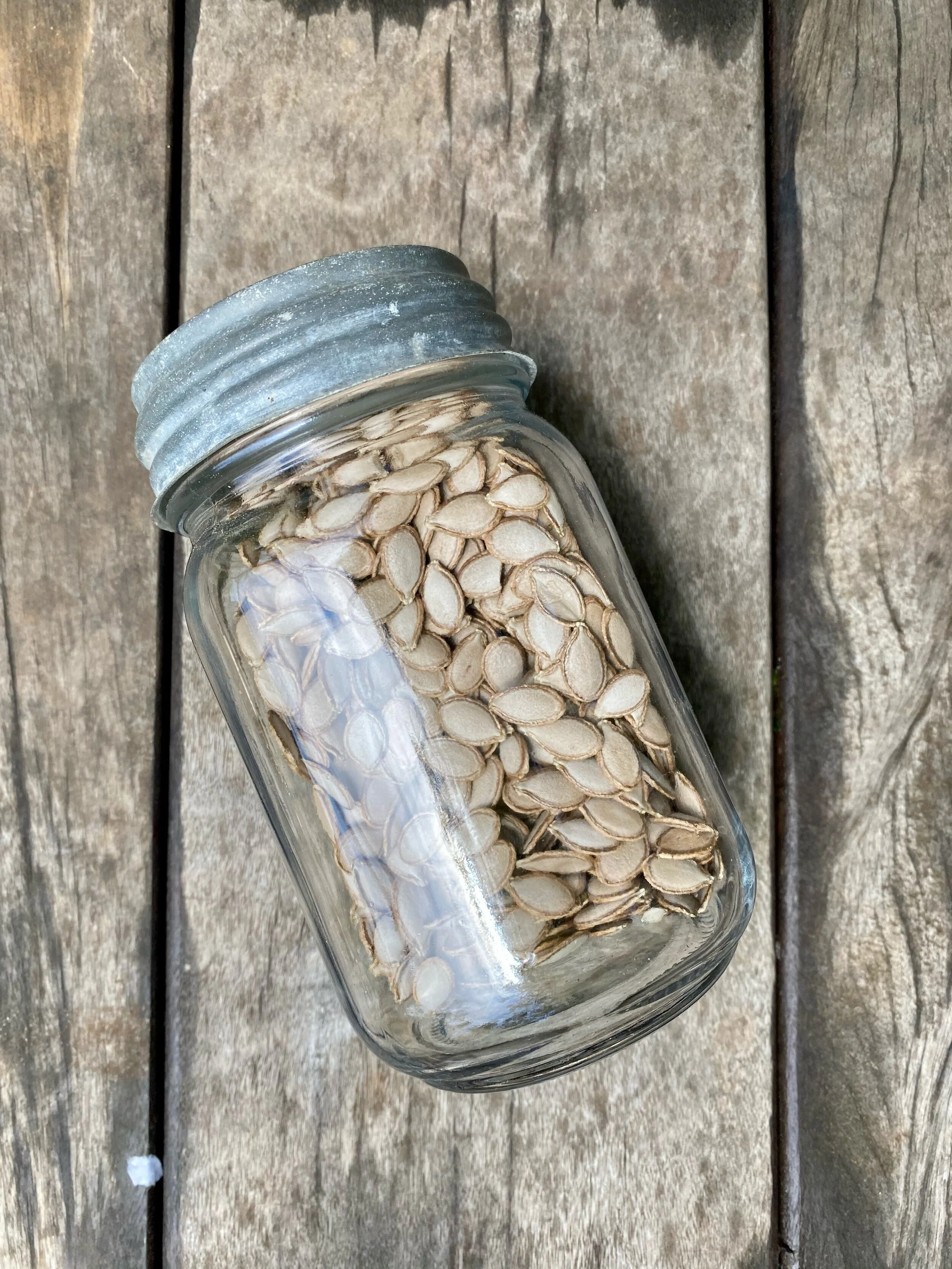 pumpkin seeds @theeverhopefulgardener