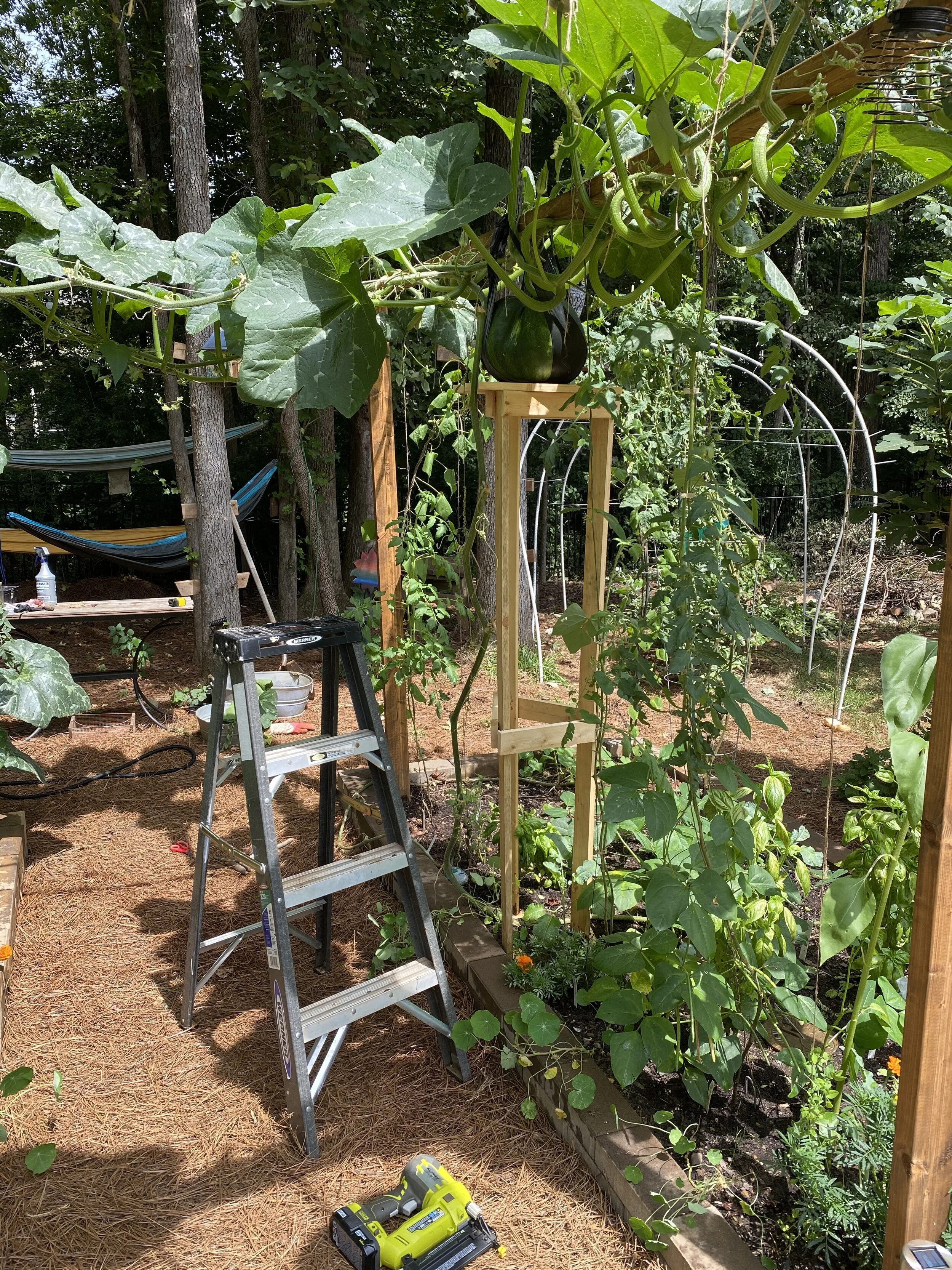 The full picture!  This is a very special squash @theeverhopefulgardener
