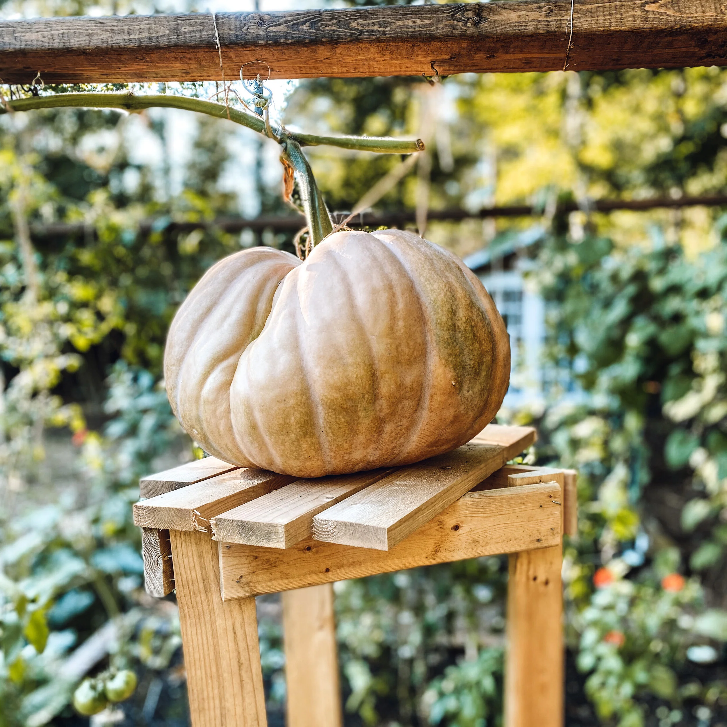 Big Boy on his custom made wood support by @theeverhopefulgardener