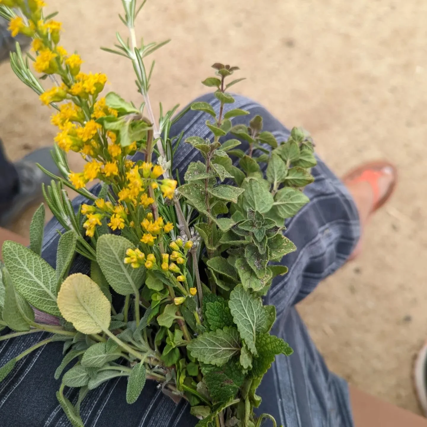 Reconnected with herbs today!  Farmer Cat lead us around on an Herb Walk.  A beautiful day @beeworthyfarms. 

Feeling inspired!  Thank you!!!