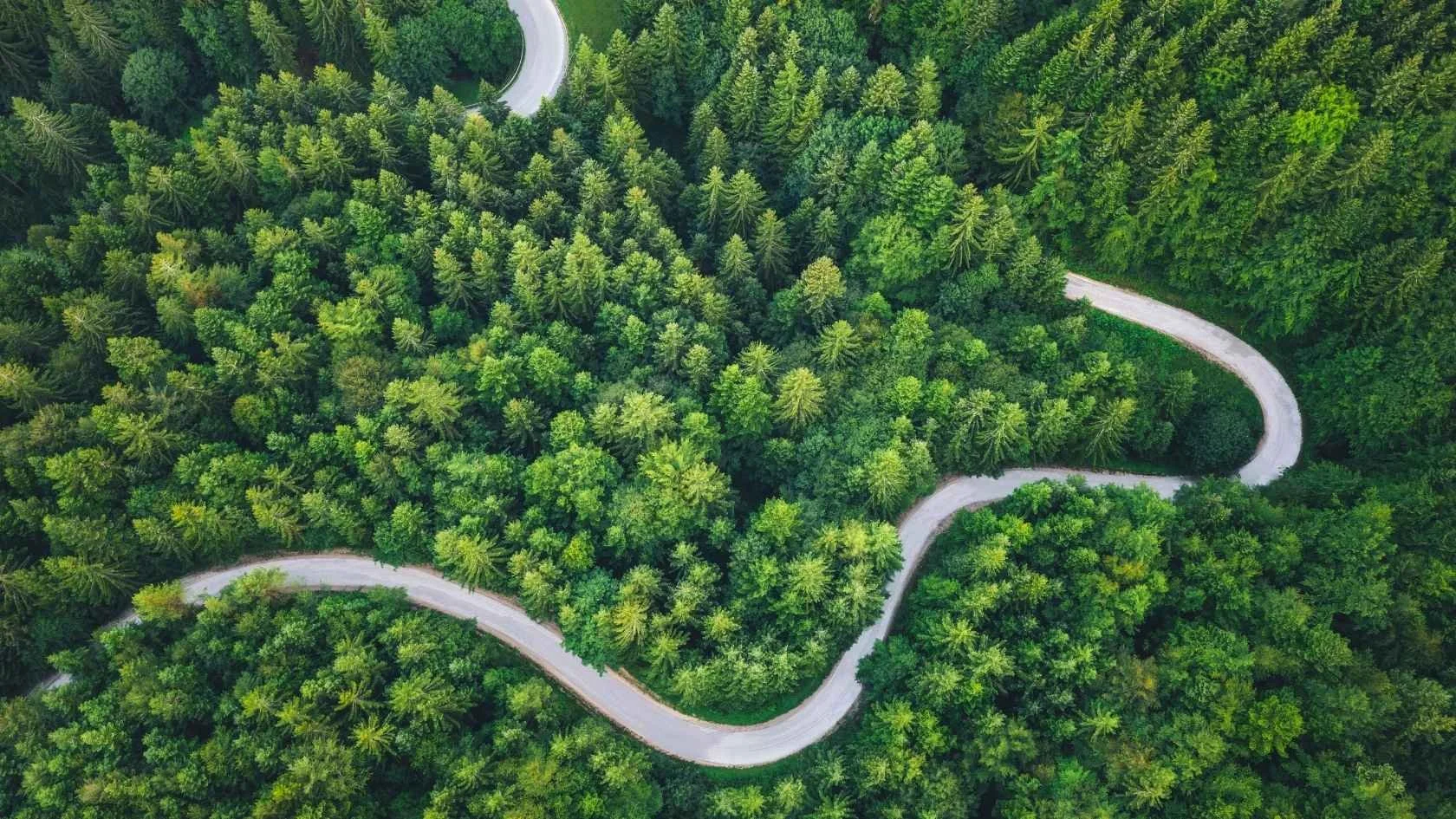 Winding road through a dense forest