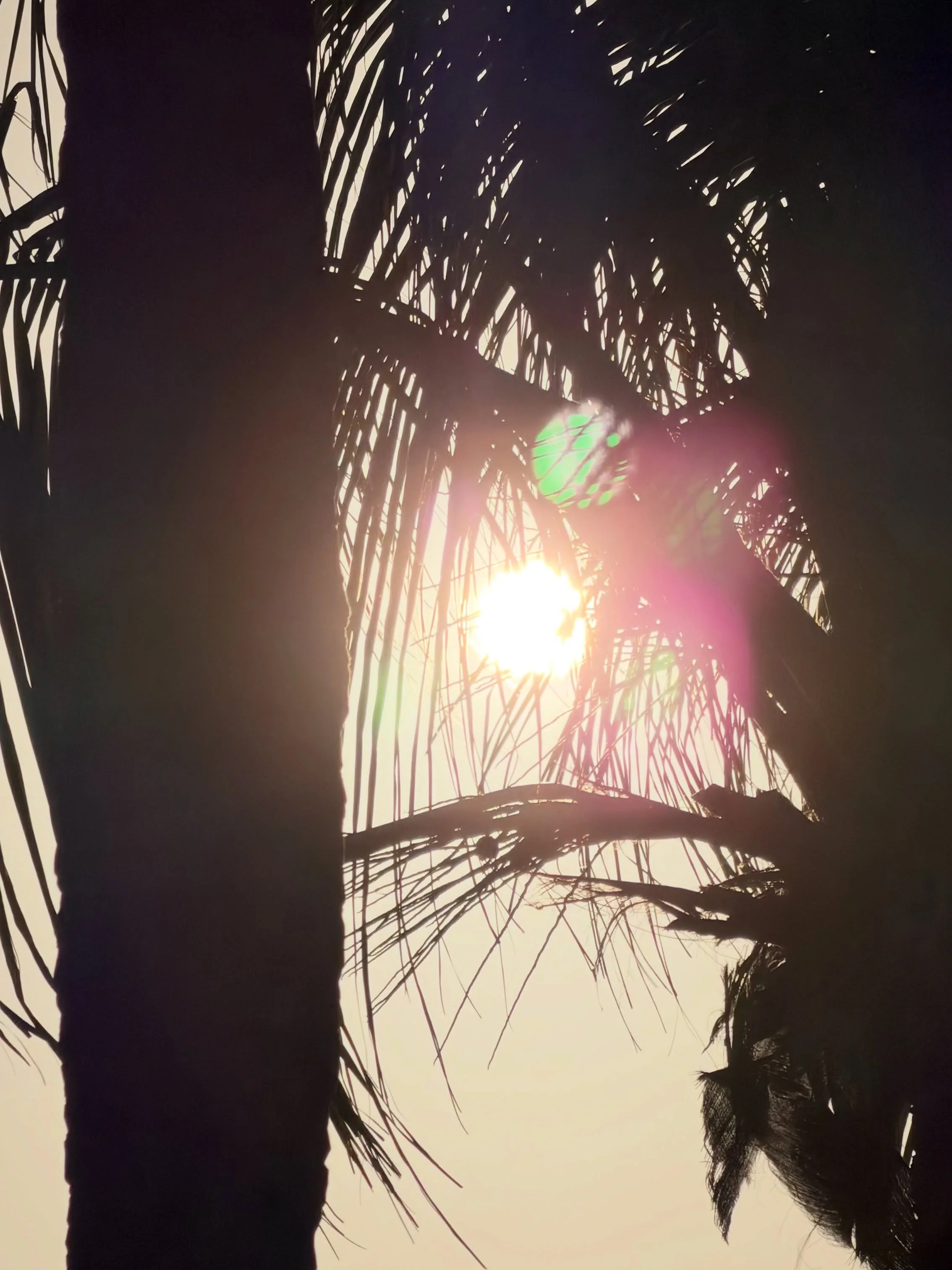 Assista do nosso jardim, todos os dias, a partir das 17h.

Watch from our garden, every day, starting at 5pm.