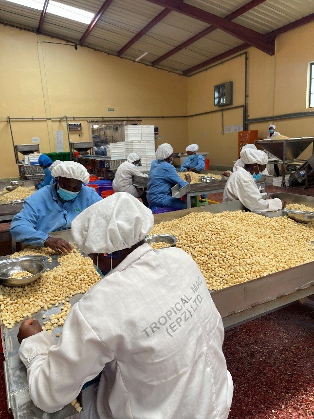 From Thin Margins to Premium Prices: How Processing and Certification Drive Restoration Impact