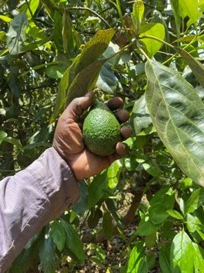 How Your Avocados Are Powering Land Restoration in Africa