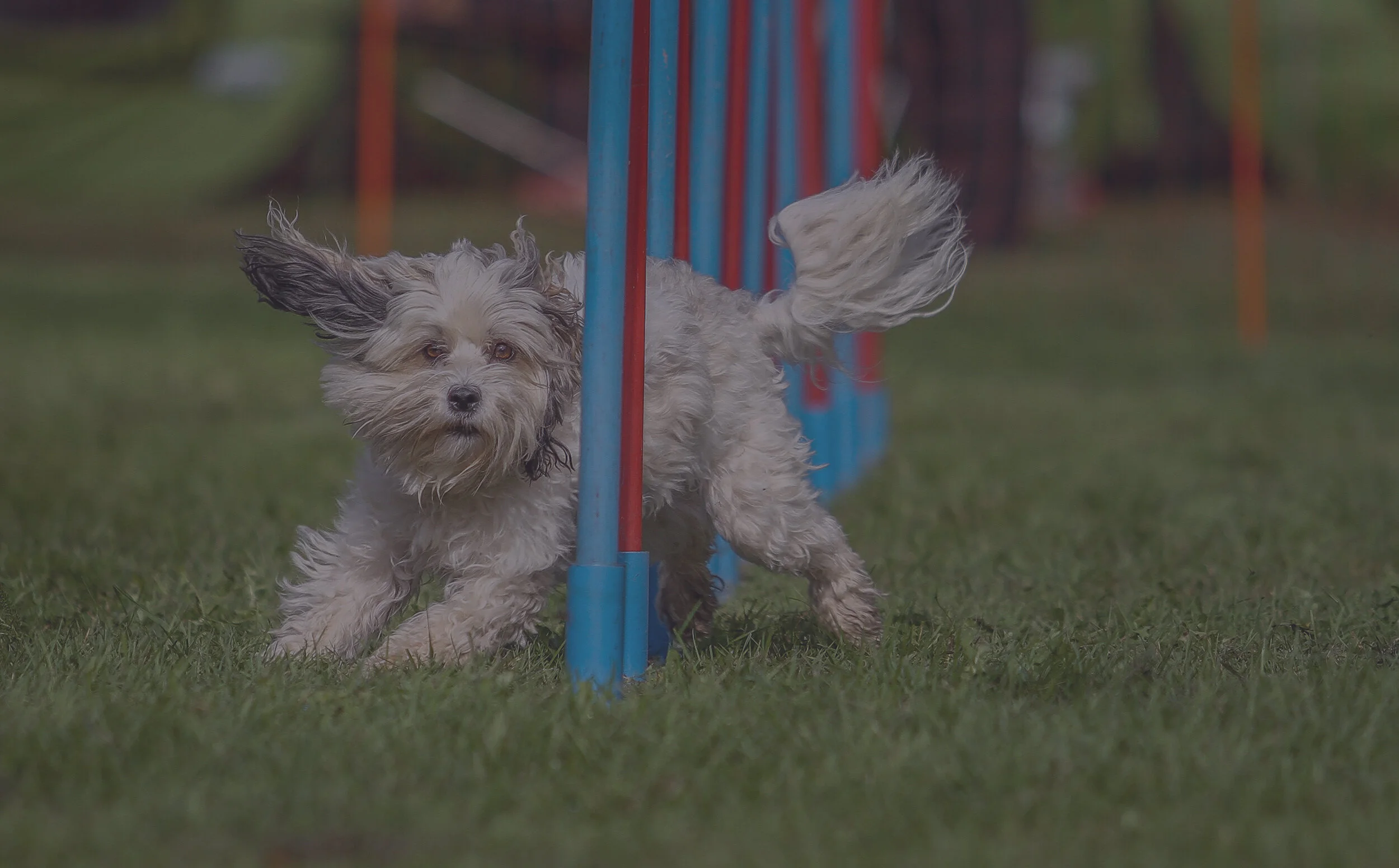 Agility — Daytripper Dog Training