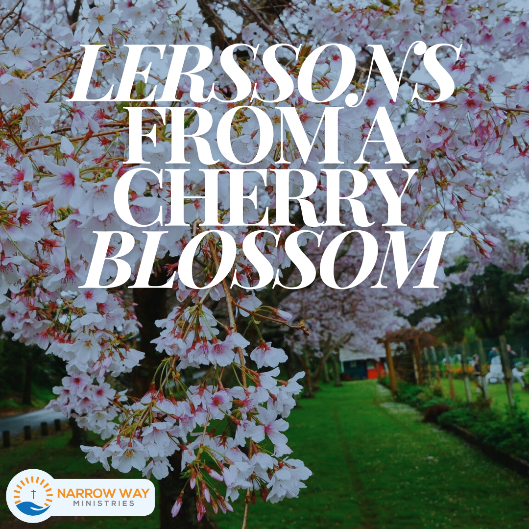 Lessons from a Cherry Blossom