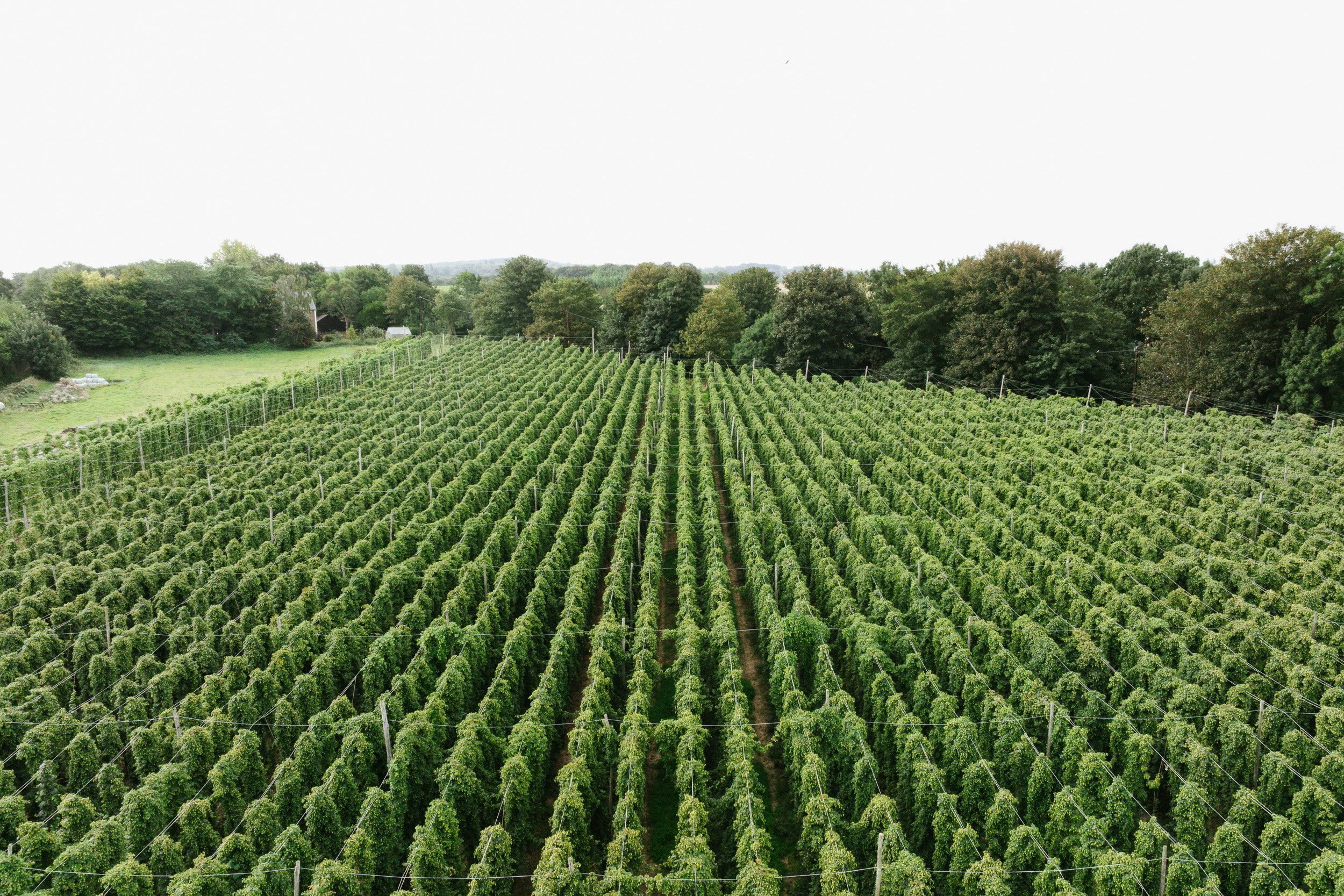 Elevated view across rows of grape vines towards a tree-lined boundary.