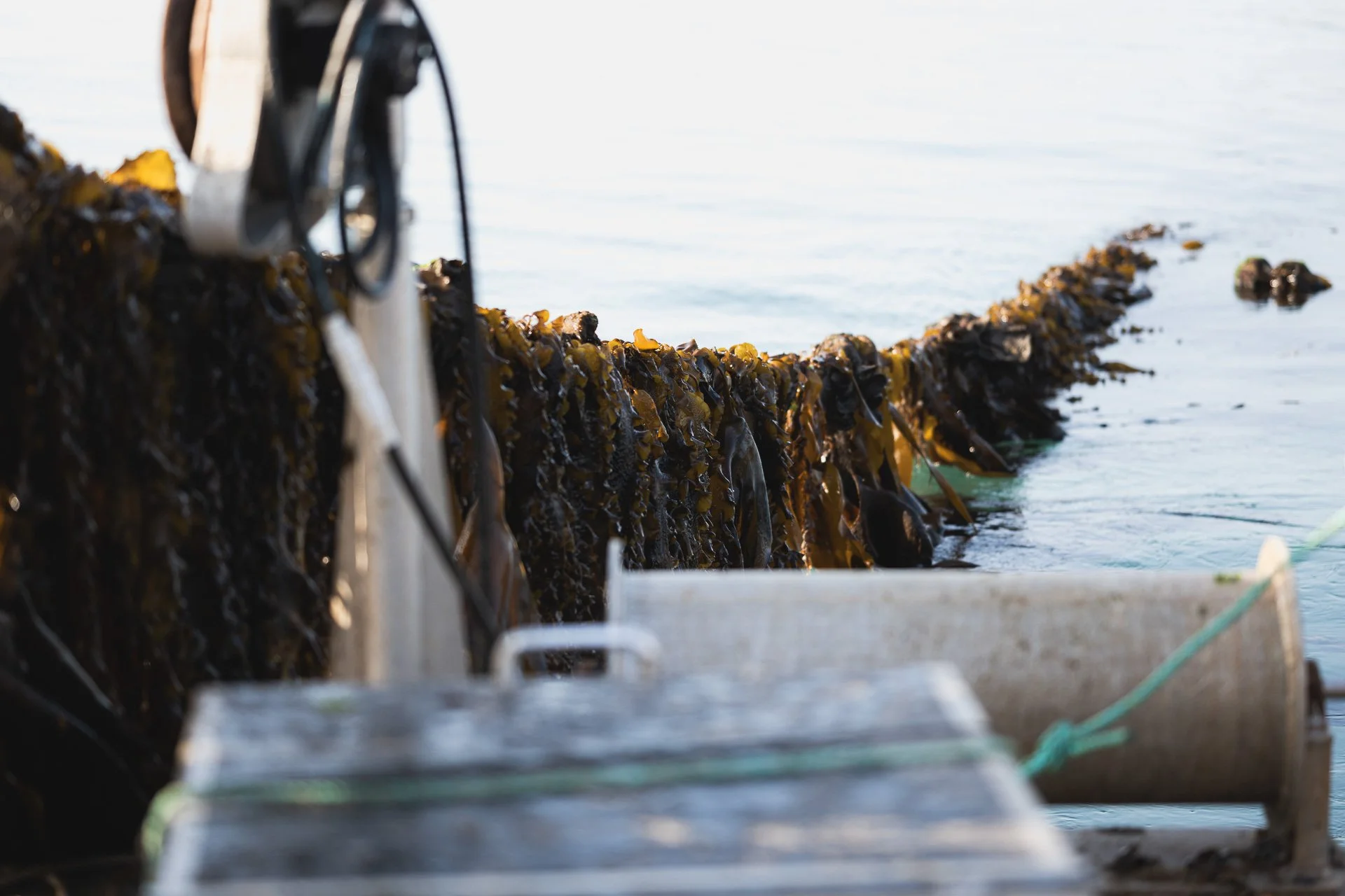 Cultivated seaweed growing along a line beside the farm boat.