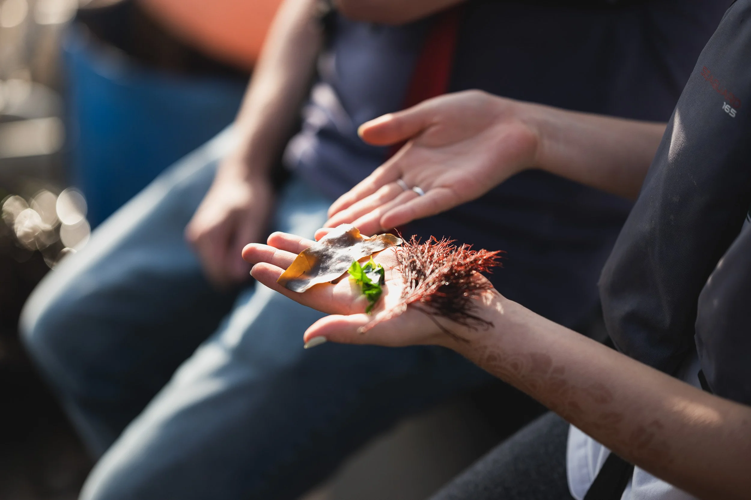 Seaweed displayed in an open hand during a supplier visit.