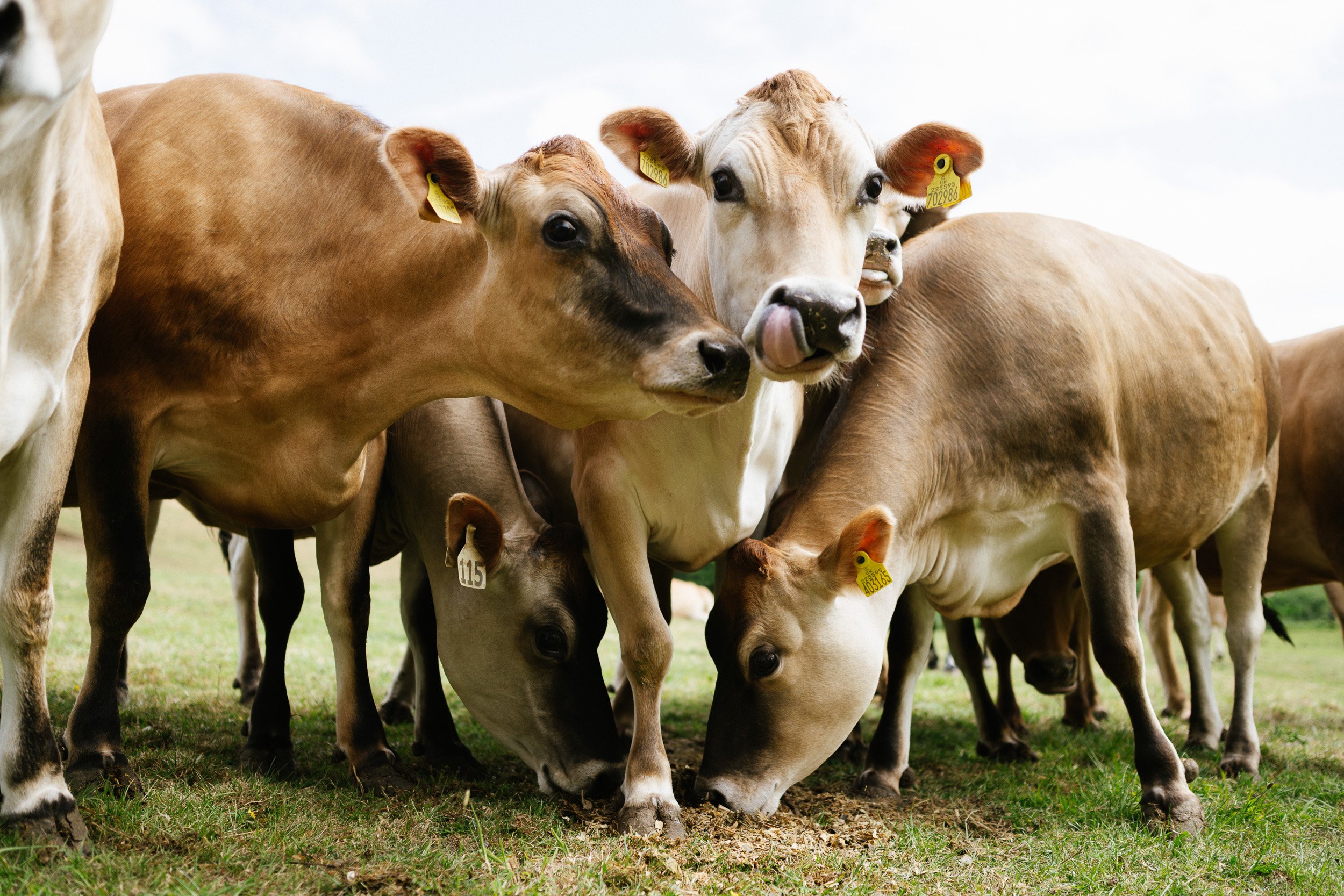 Cows standing together in a grassy field.