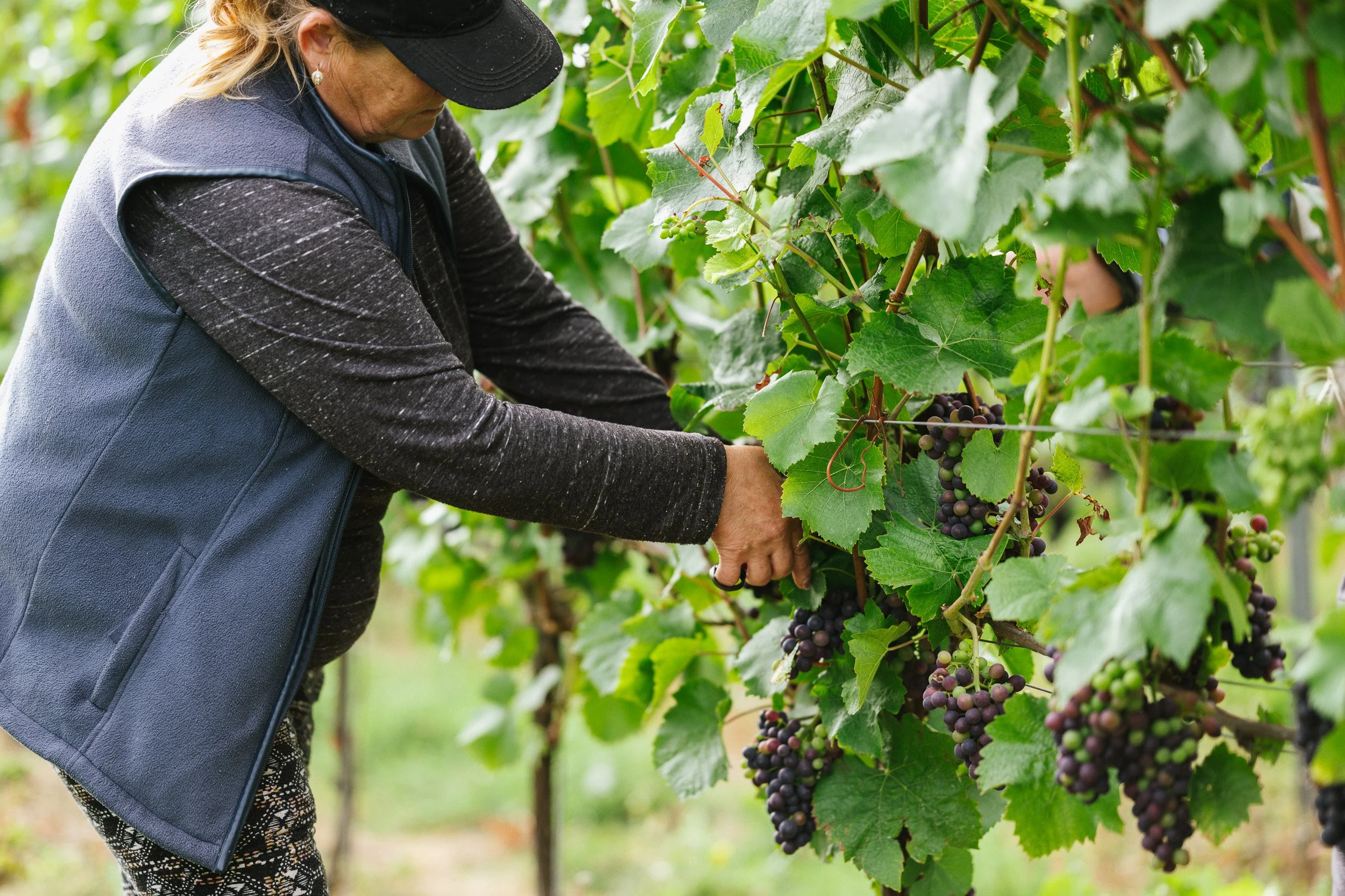 Person working with bunches of grapes on vines at a vineyard.