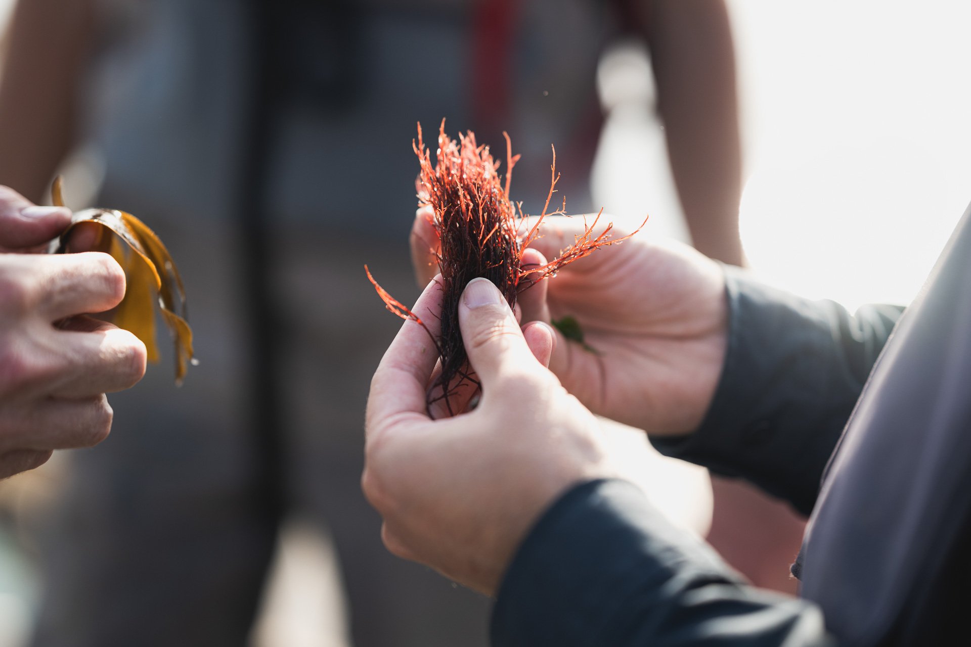Hands holding and comparing different varieties of seaweed.