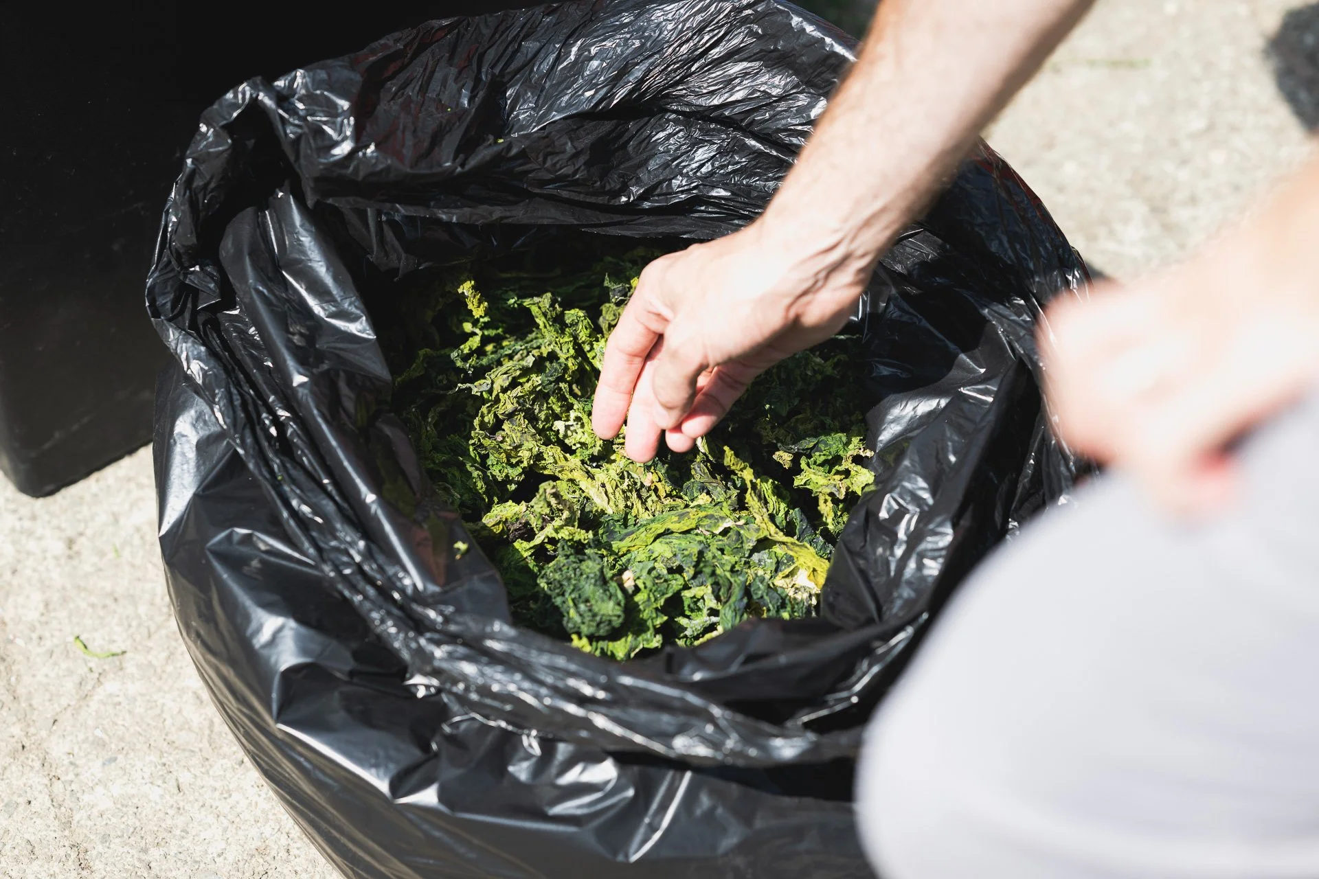 Freshly collected green seaweed in a black container.